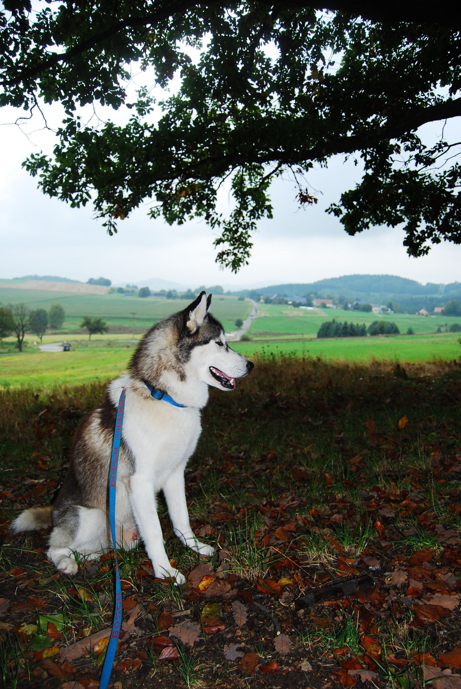 Nikon D40X sample photo. Husky, male, nature photography