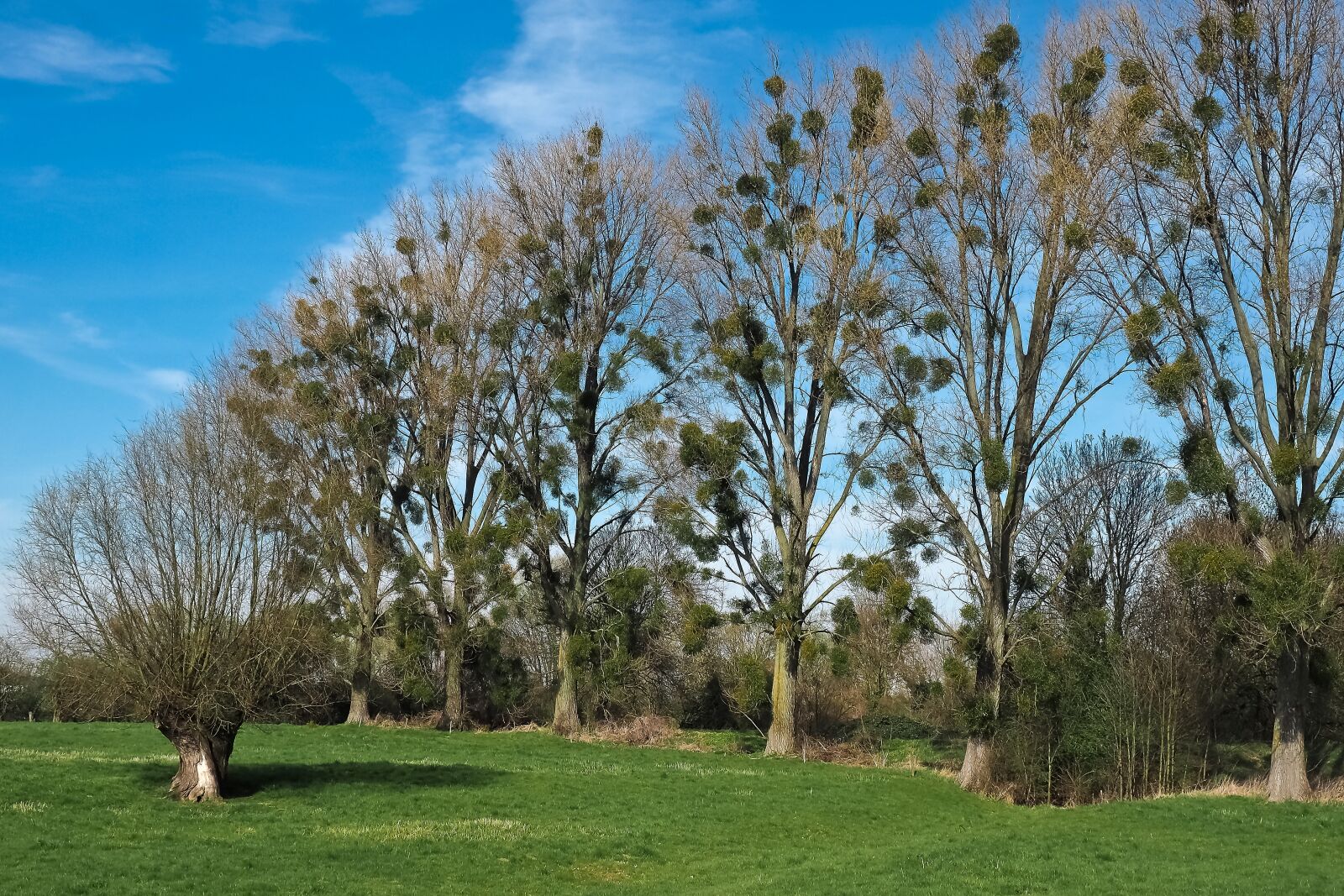Olympus OM-D E-M10 sample photo. Landscape, meadowlands, trees photography