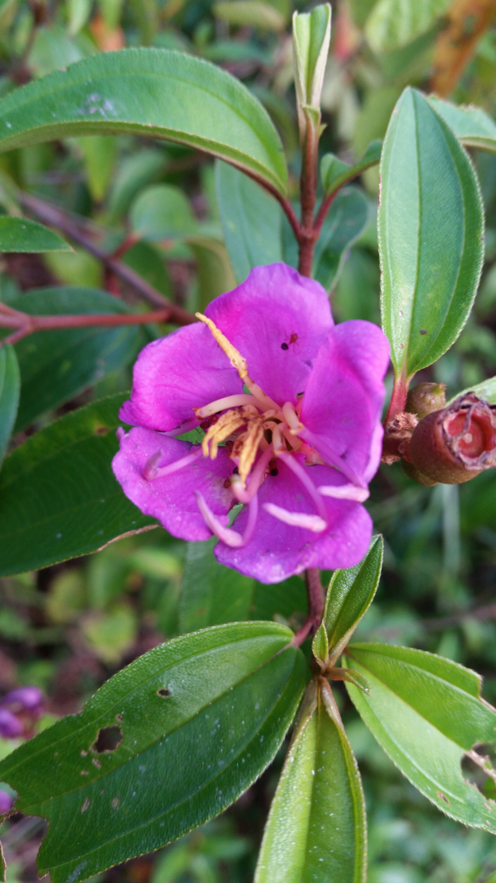 Samsung Galaxy S5 sample photo. Flower, flowers, flowers thailand photography