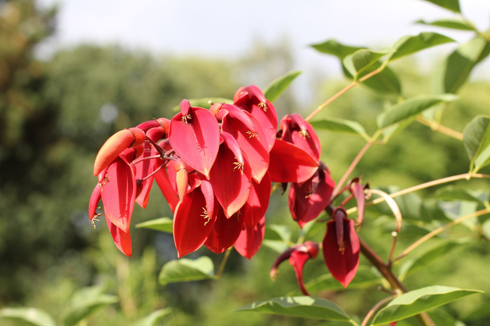 Canon EOS 60D + Canon EF 50mm F1.4 USM sample photo. Coral plant, blossom, bloom photography