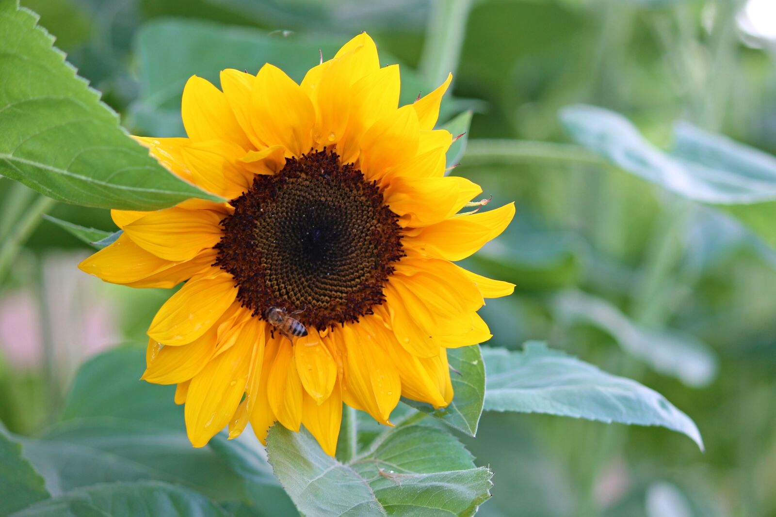 Canon EOS 1100D (EOS Rebel T3 / EOS Kiss X50) sample photo. Sunflower, blossom, bloom photography