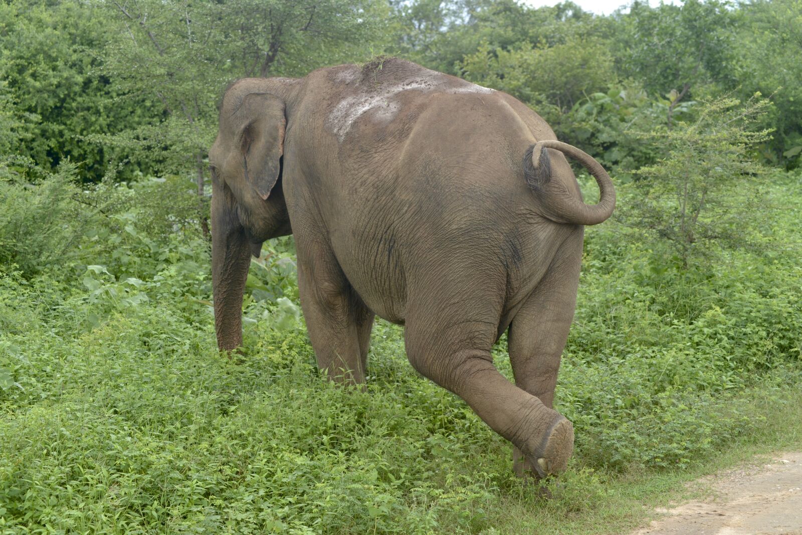 Nikon D800 sample photo. Elephant, vishnu, vasu, wildlife photography