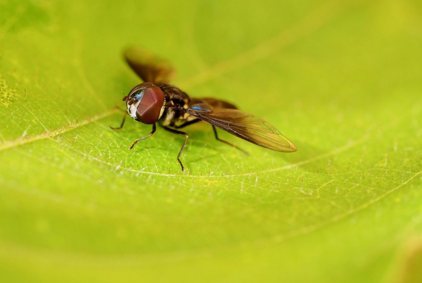Olympus M.Zuiko Digital ED 60mm F2.8 Macro sample photo. Insect, fly, beronha photography