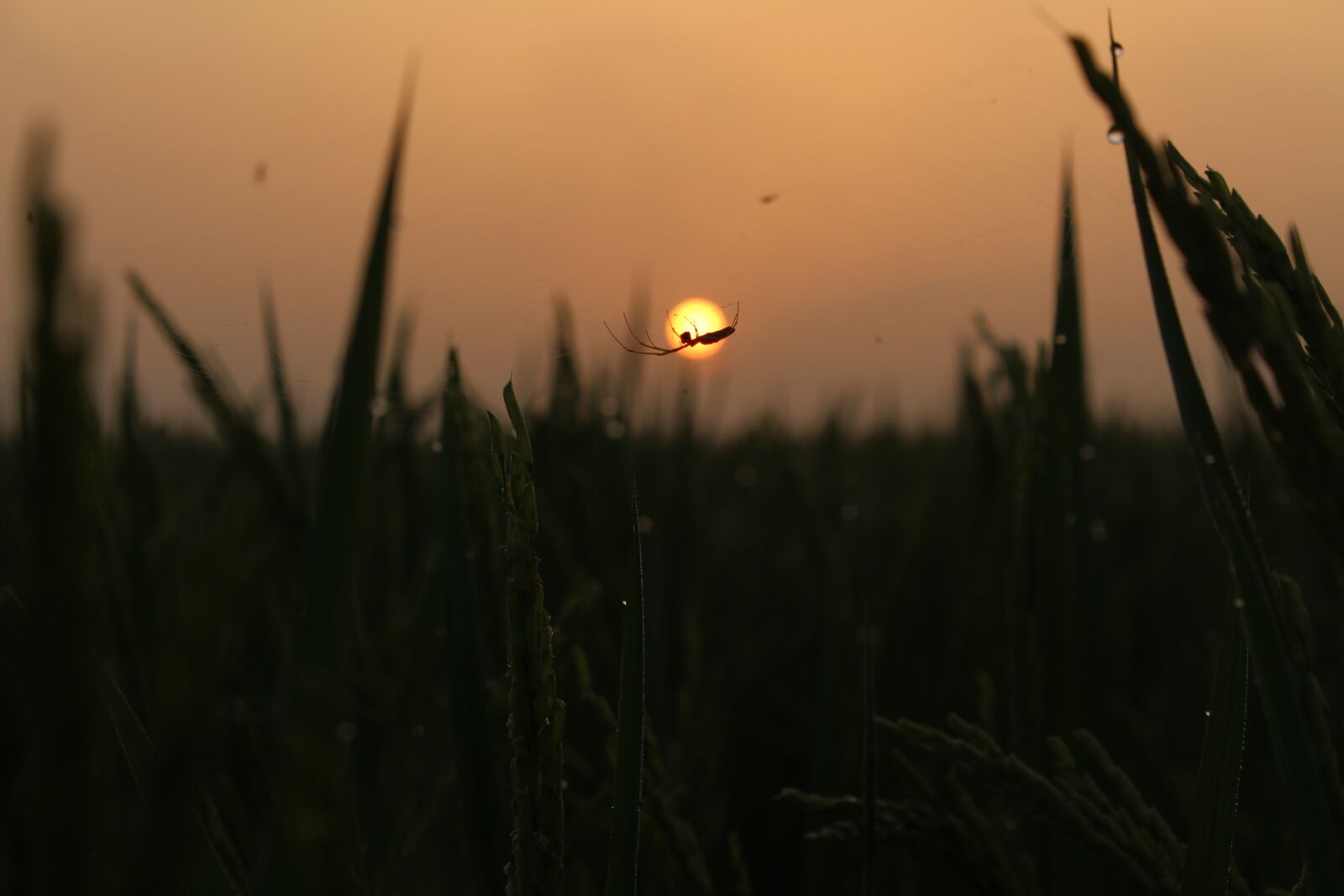 Canon EOS 700D (EOS Rebel T5i / EOS Kiss X7i) sample photo. The sun, dawn, orange photography