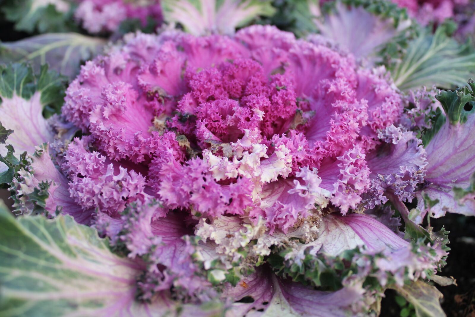 Canon EOS 1100D (EOS Rebel T3 / EOS Kiss X50) sample photo. Flower, beautiful flower, spring photography