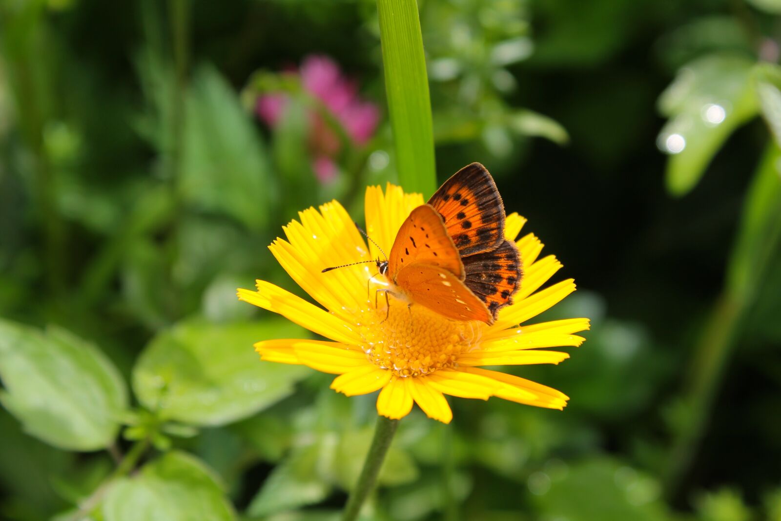 Canon EOS 1100D (EOS Rebel T3 / EOS Kiss X50) + Canon EF-S 18-55mm F3.5-5.6 IS II sample photo. Butterfly, yellow flower, pollination photography