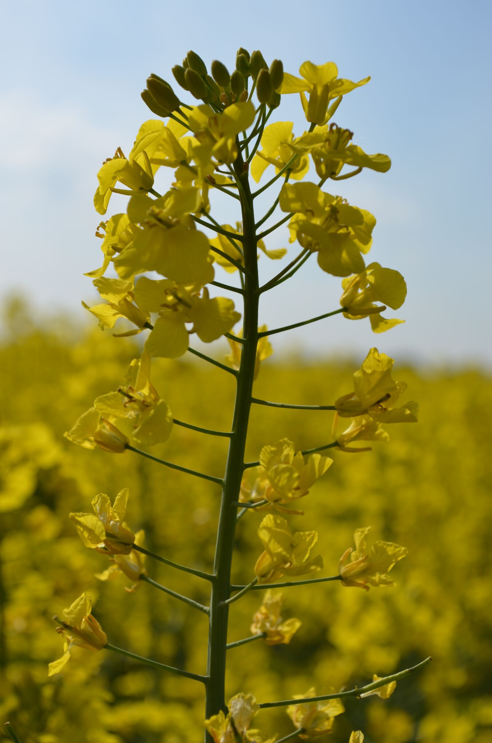 Nikon D5100 sample photo. Oilseed rape, field of photography