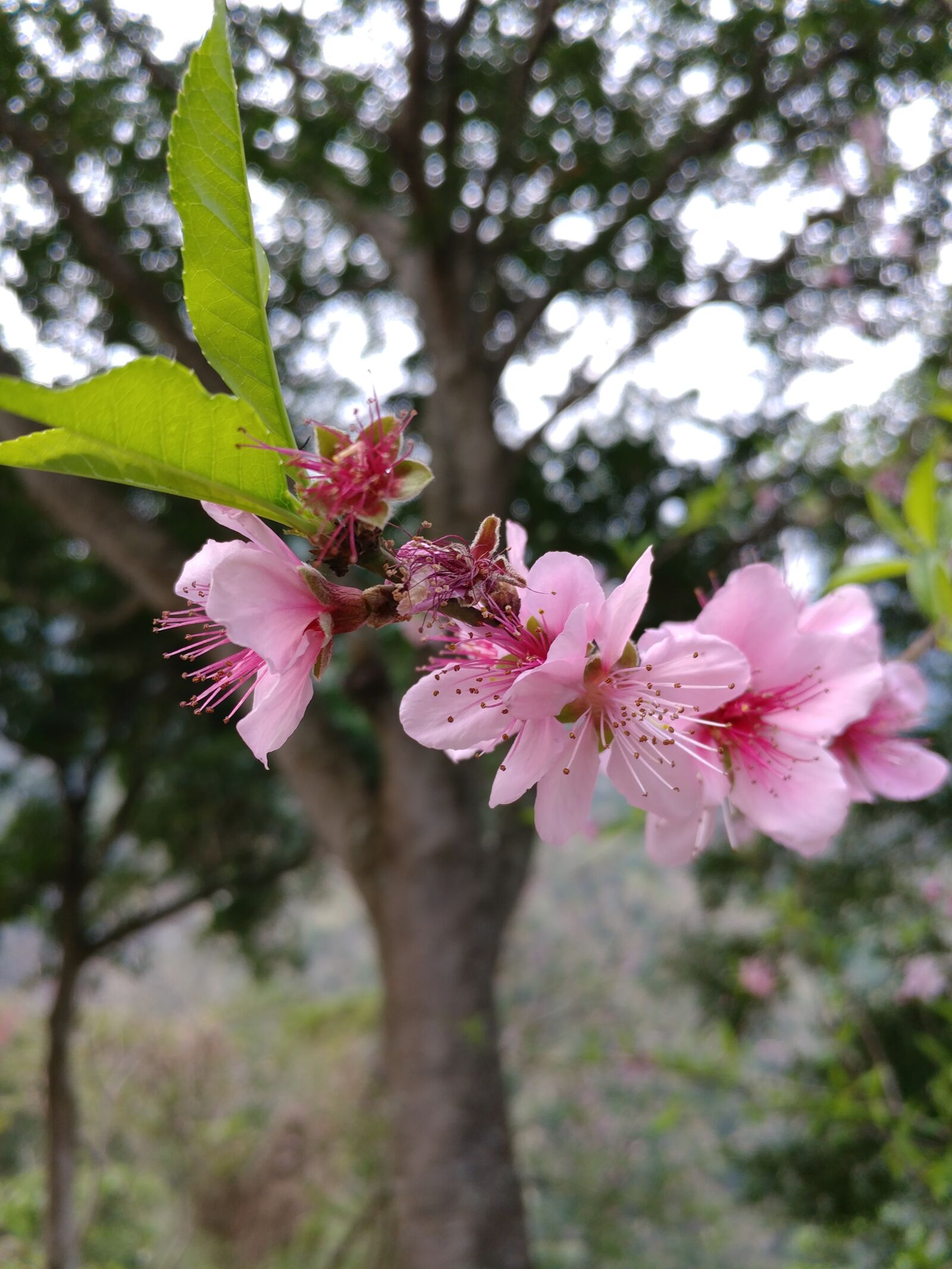 LG V20 sample photo. Flower, tree, flora photography