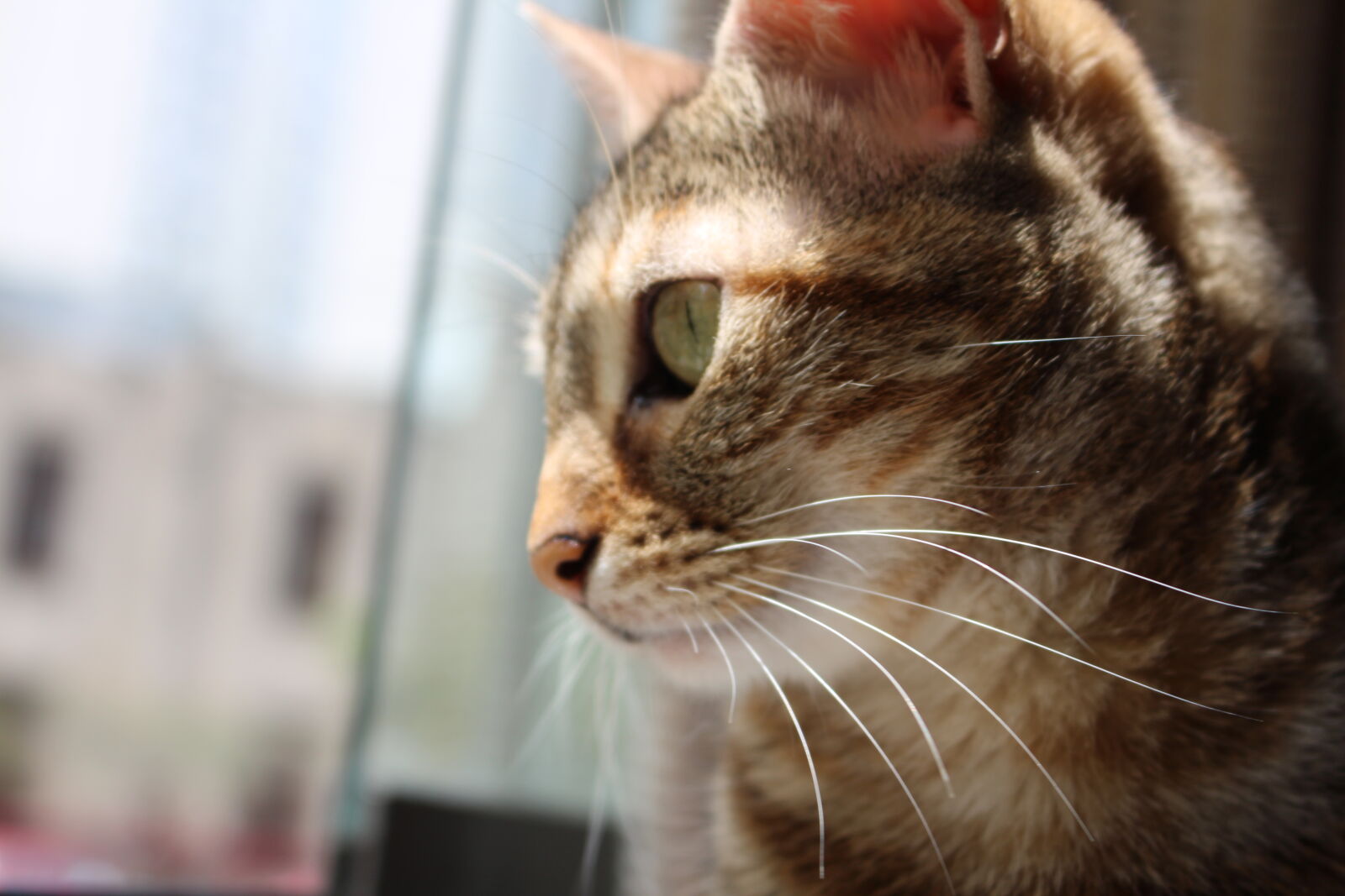 Canon EOS 700D (EOS Rebel T5i / EOS Kiss X7i) sample photo