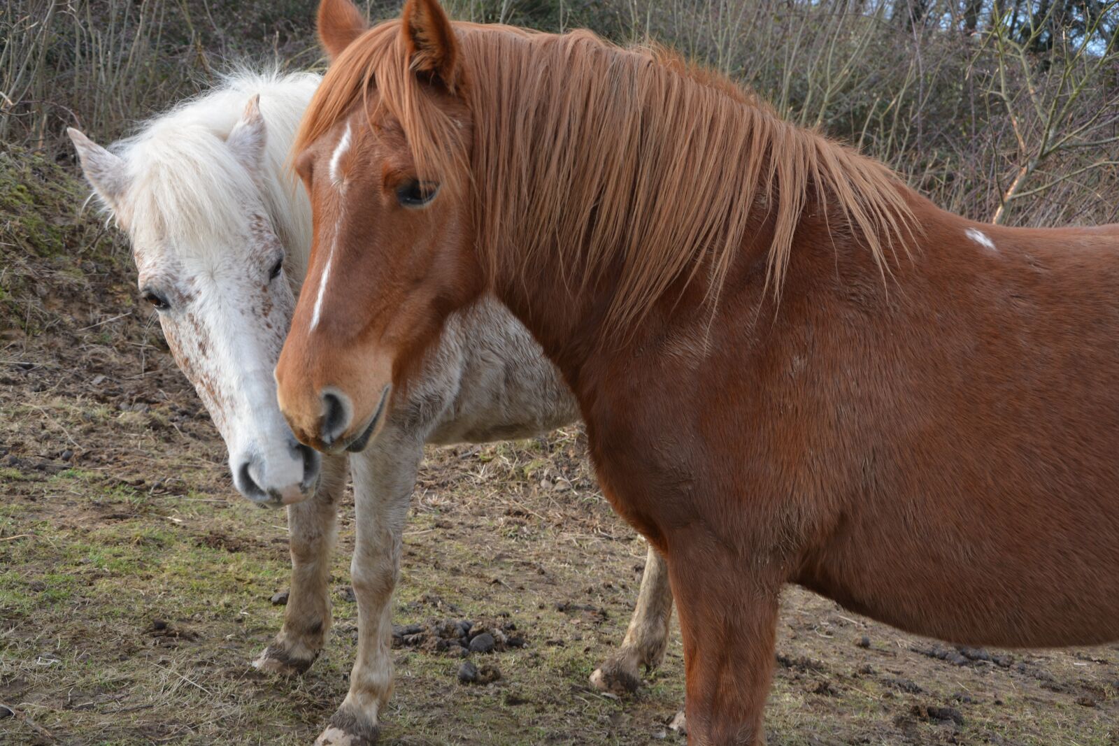 Nikon D5200 sample photo. Horses, mares, horseback riding photography