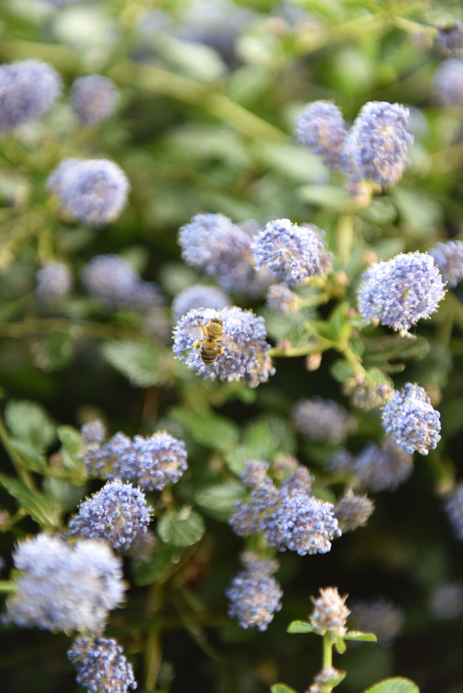 Nikon D810 sample photo. Flowers, nature, bee photography