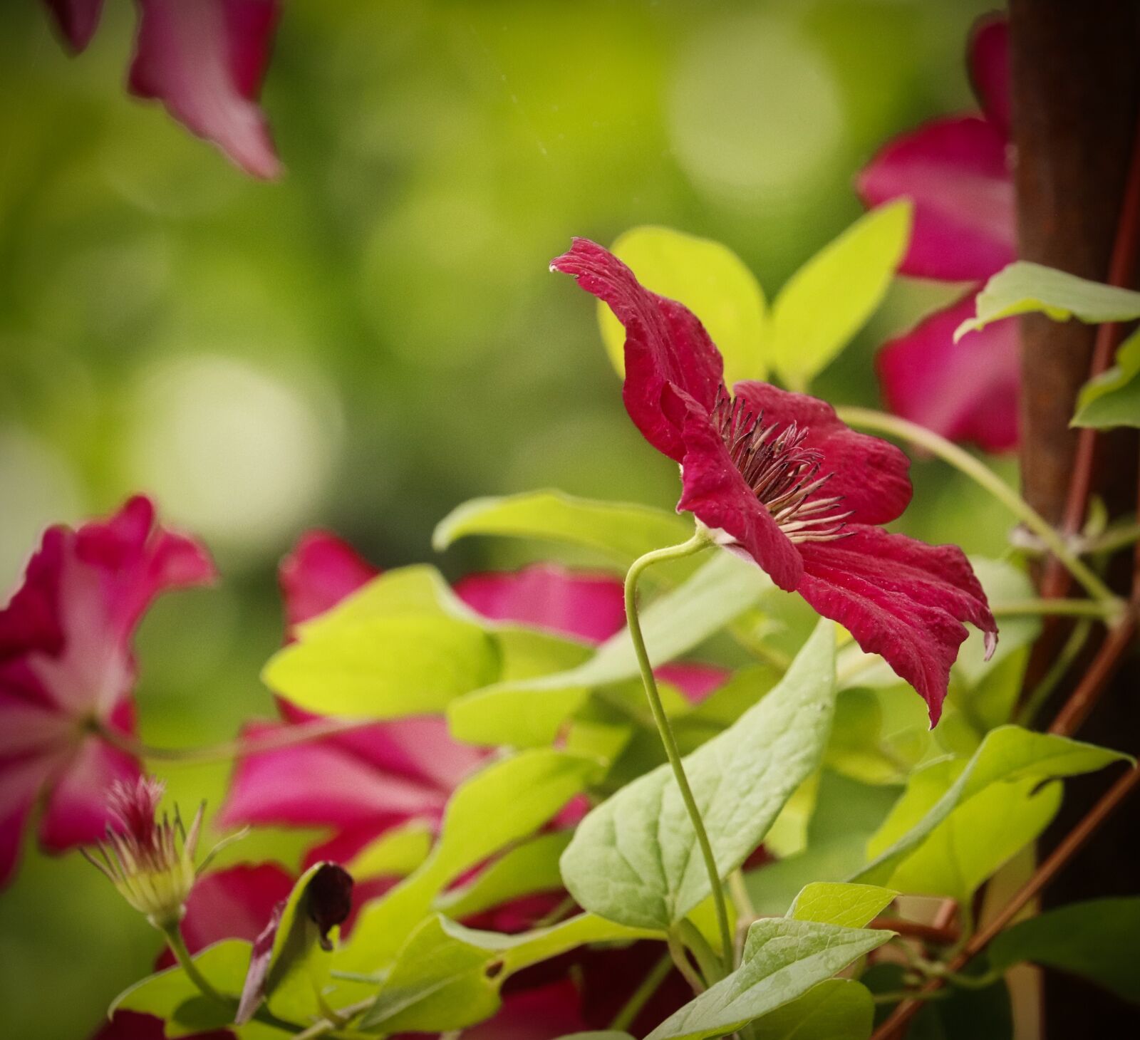Canon EOS 200D (EOS Rebel SL2 / EOS Kiss X9) sample photo. Clematis, red, flower photography
