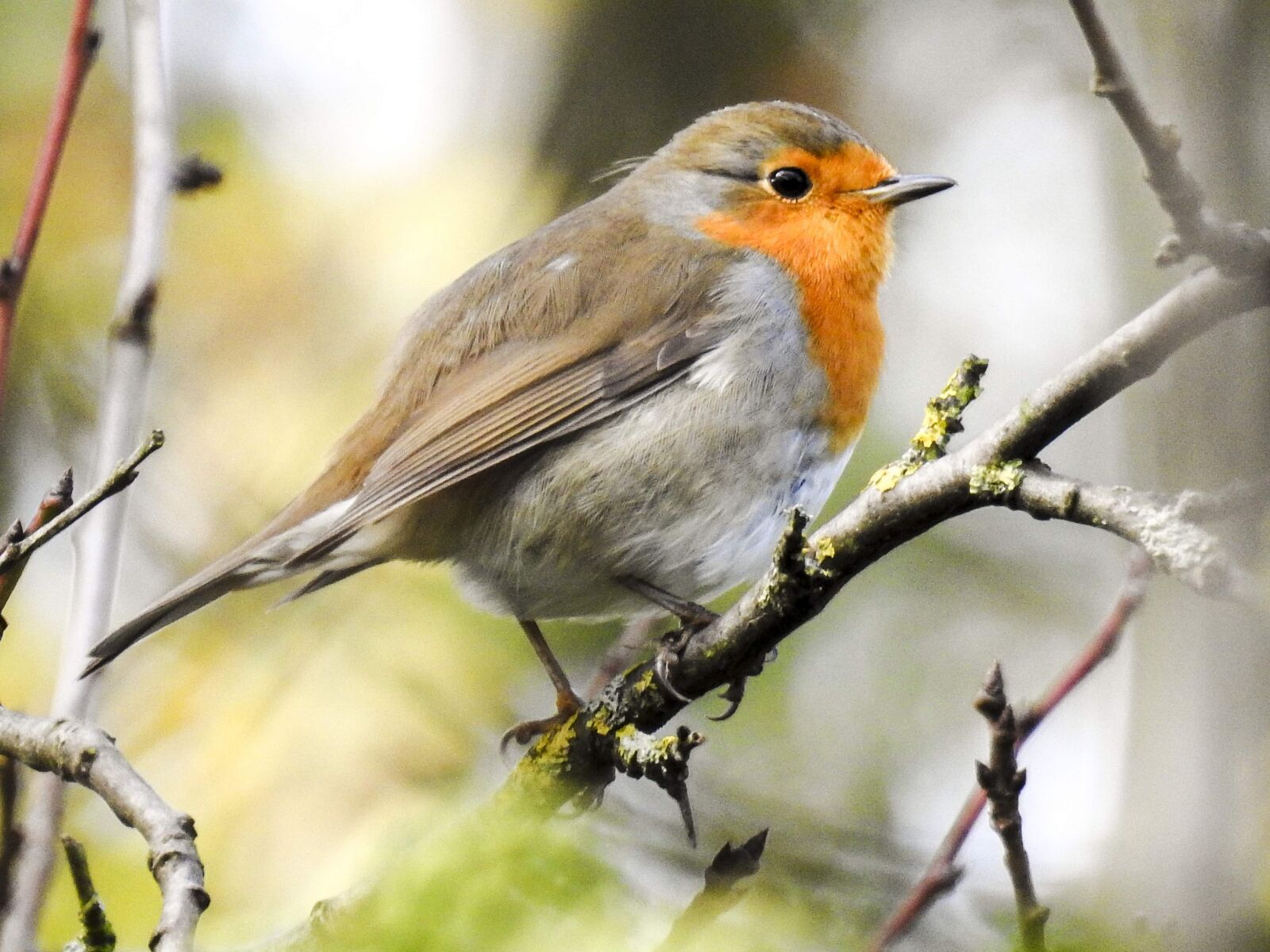 Nikon Coolpix P900 sample photo. Robin, bird, songbird photography