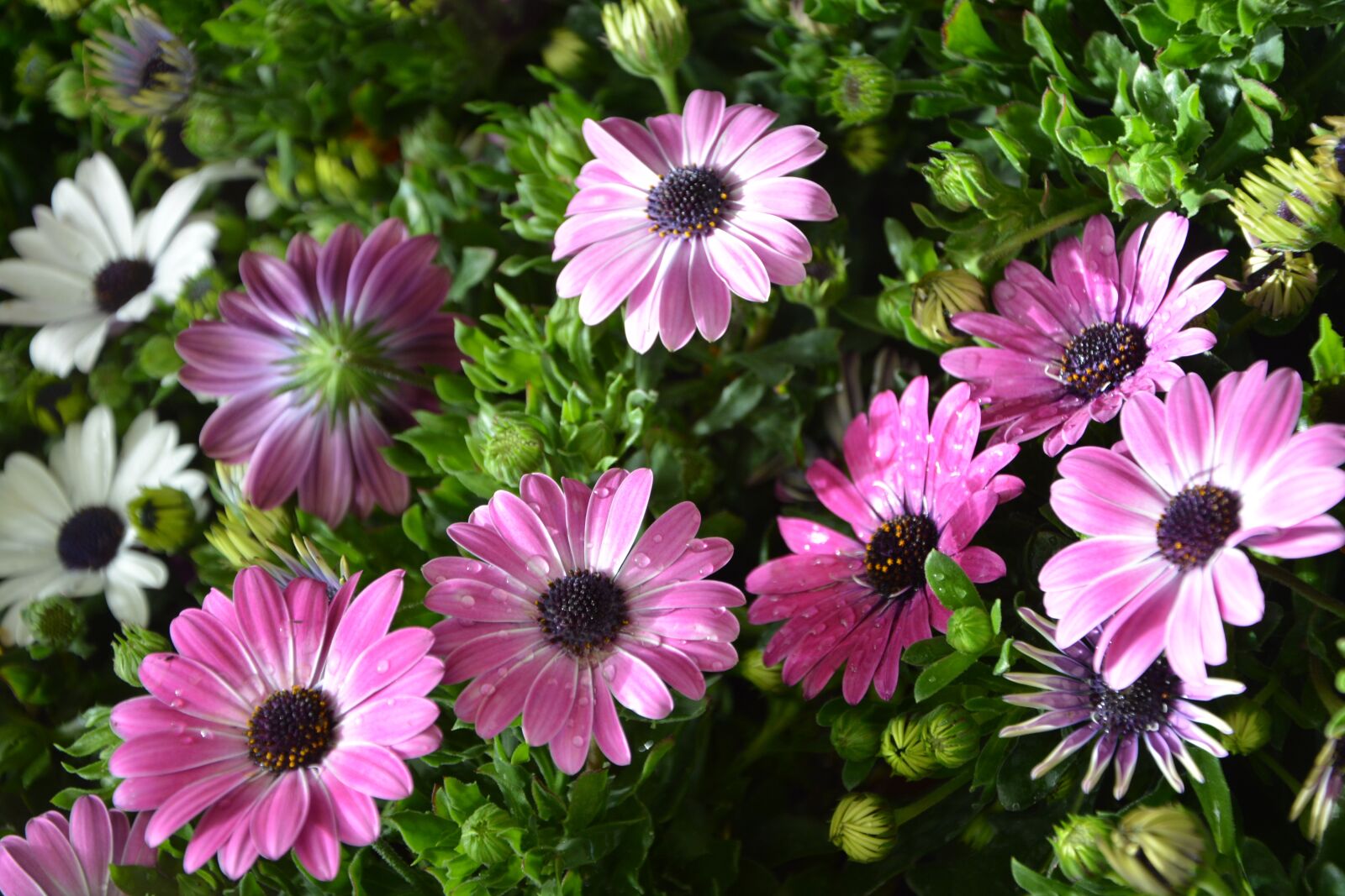 Nikon D5200 sample photo. Flower, massive flowers osteospernum photography