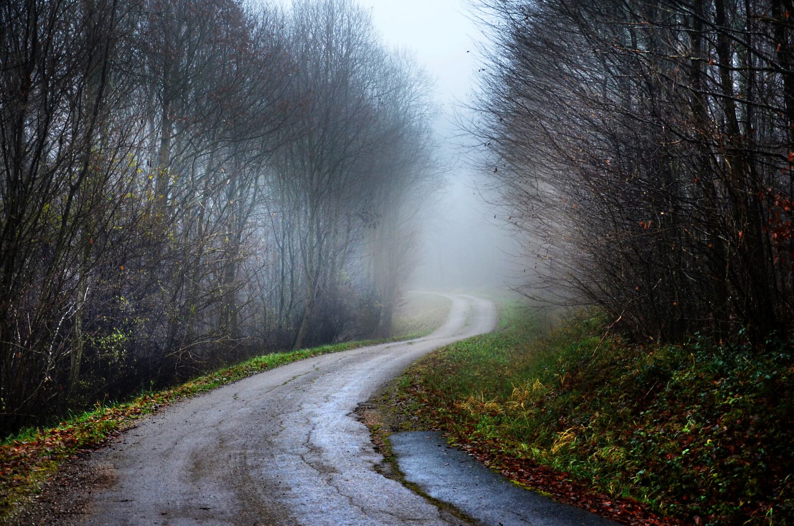 Nikon D5100 sample photo. Path, forest, fall photography