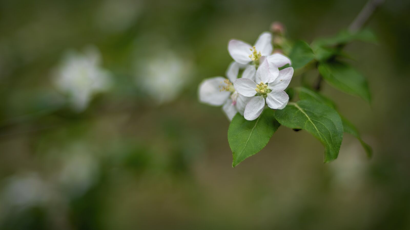 Nikon D750 sample photo. Spring, blossom, bloom photography