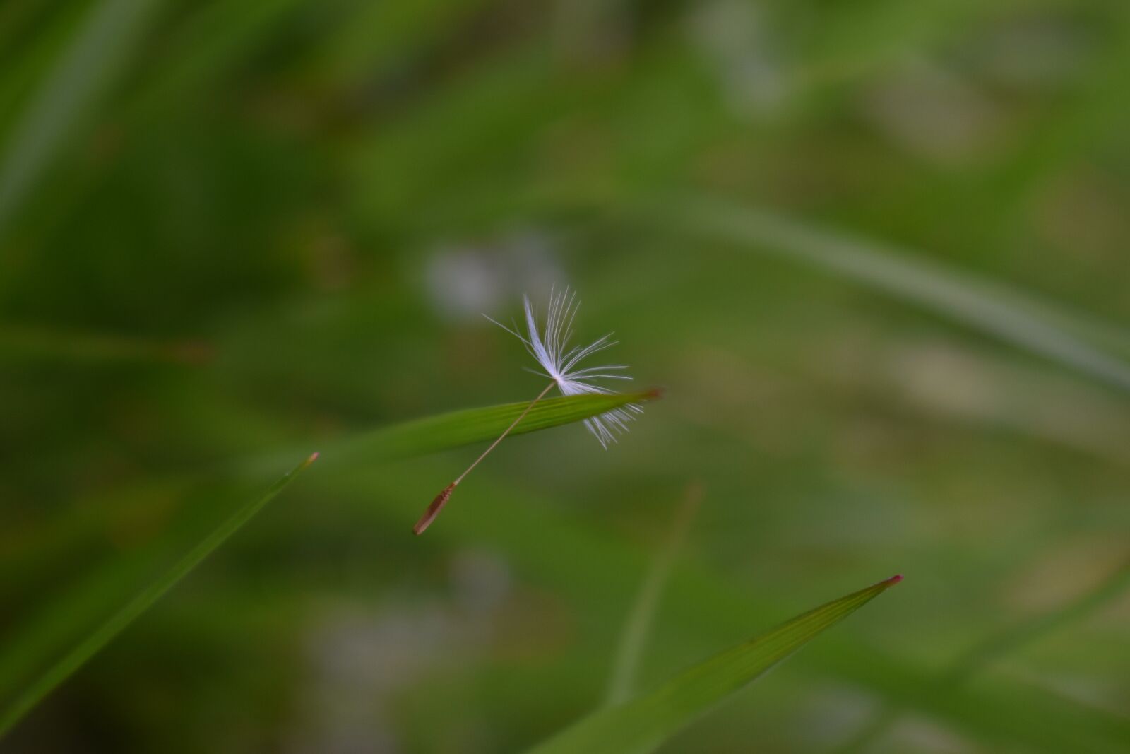 Nikon D3500 sample photo. Dandelion, seed, grass photography