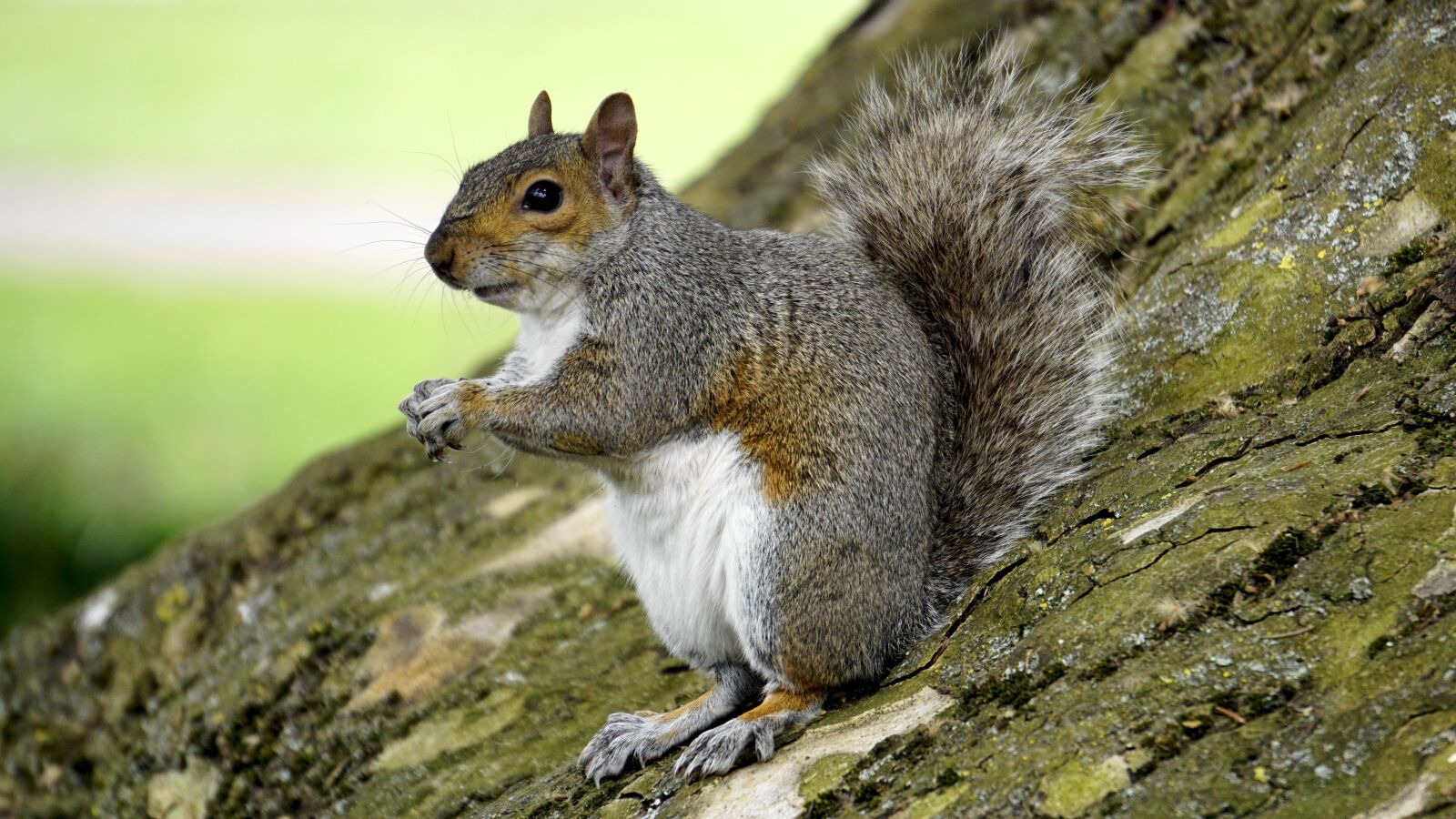 Sony E 55-210mm F4.5-6.3 OSS sample photo. Grey squirrel, wood, animal photography