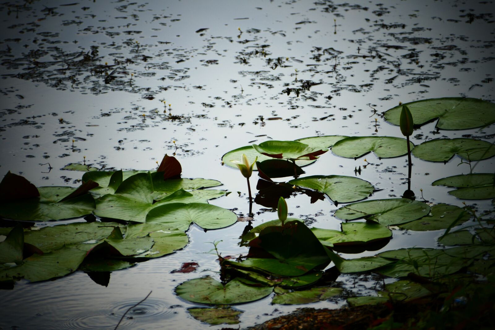 Panasonic Lumix DMC-FZ1000 sample photo. Water, lily, lilies photography