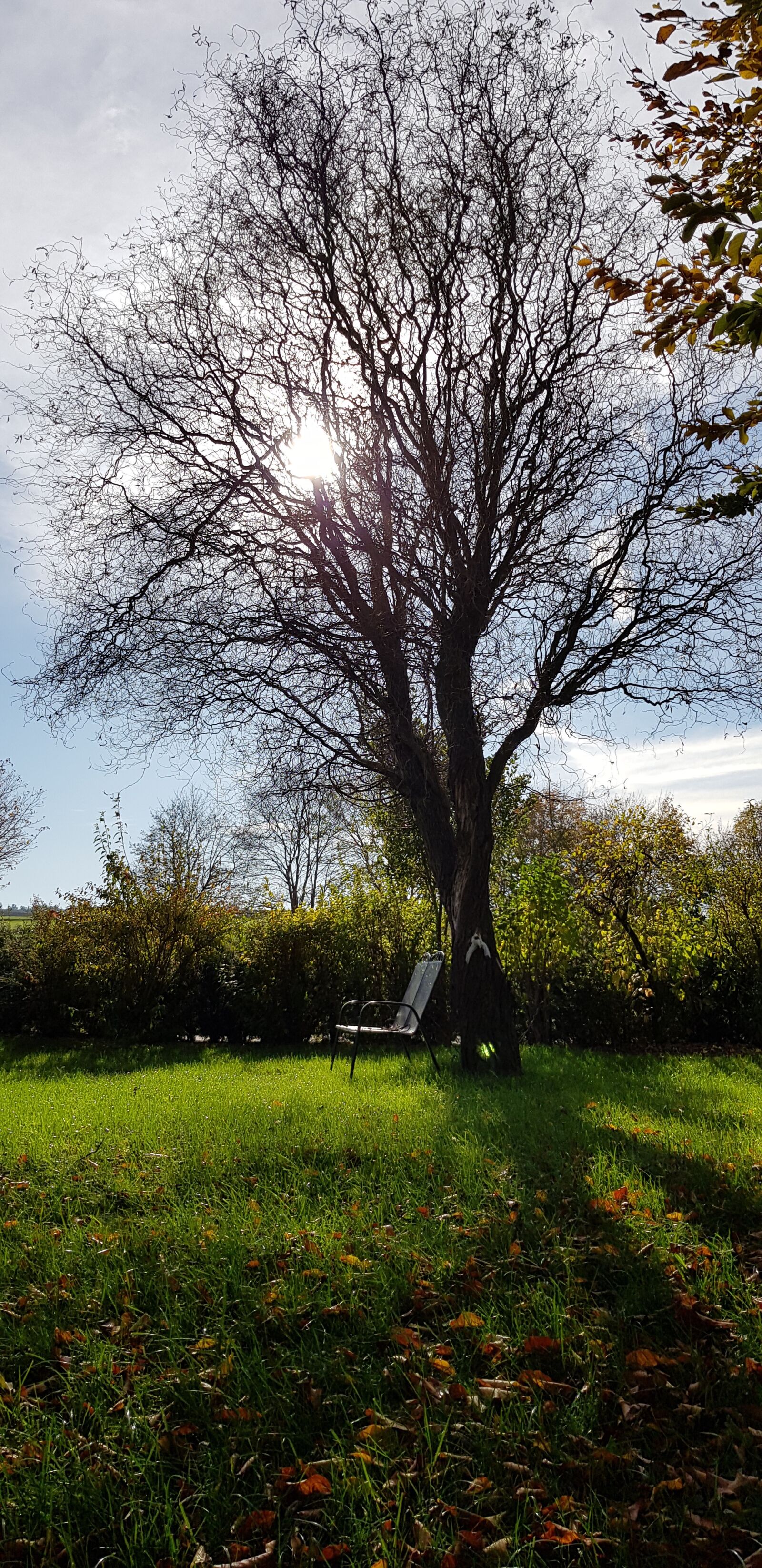Samsung Galaxy S8 sample photo. Tree, no winter, in photography