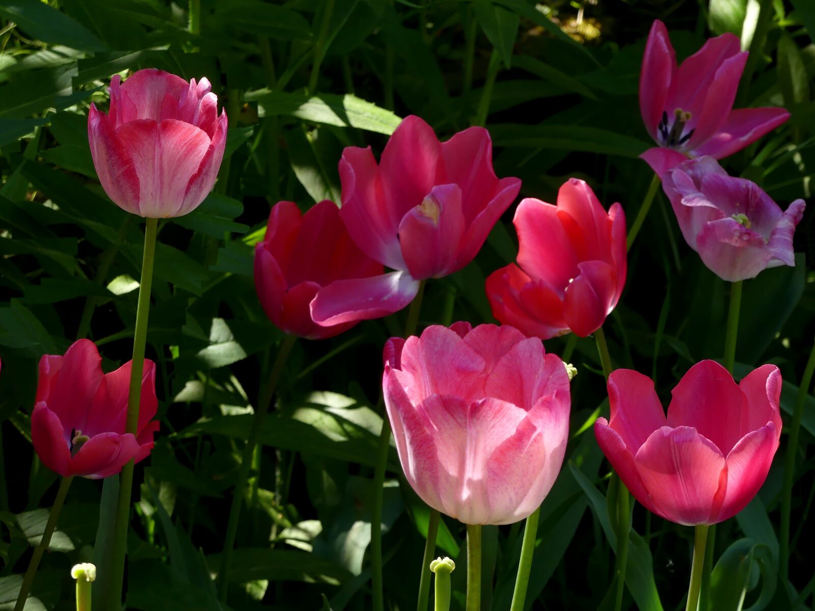 Panasonic Lumix DMC-FZ300 sample photo. Flowers, tulips, tulip bed photography