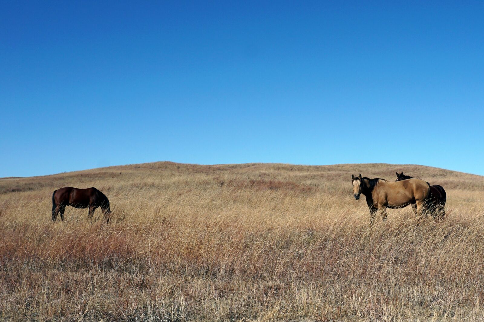 Sony a6000 sample photo. Usa, nebraska, midwest photography