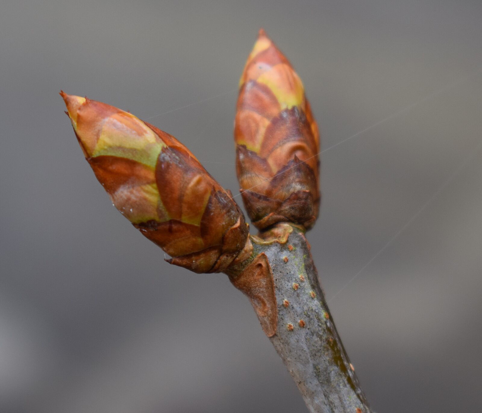 Nikon D3300 sample photo. Japanese chestnut buds, chestnut photography
