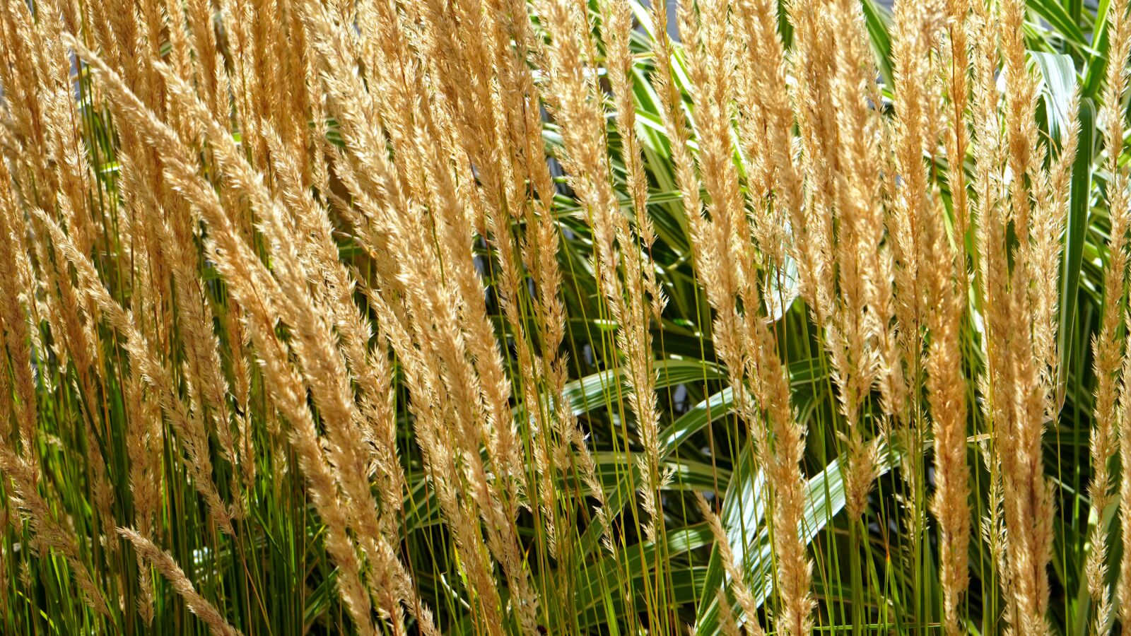 E 50mm F1.8 OSS sample photo. Grass, grasses, blade of photography