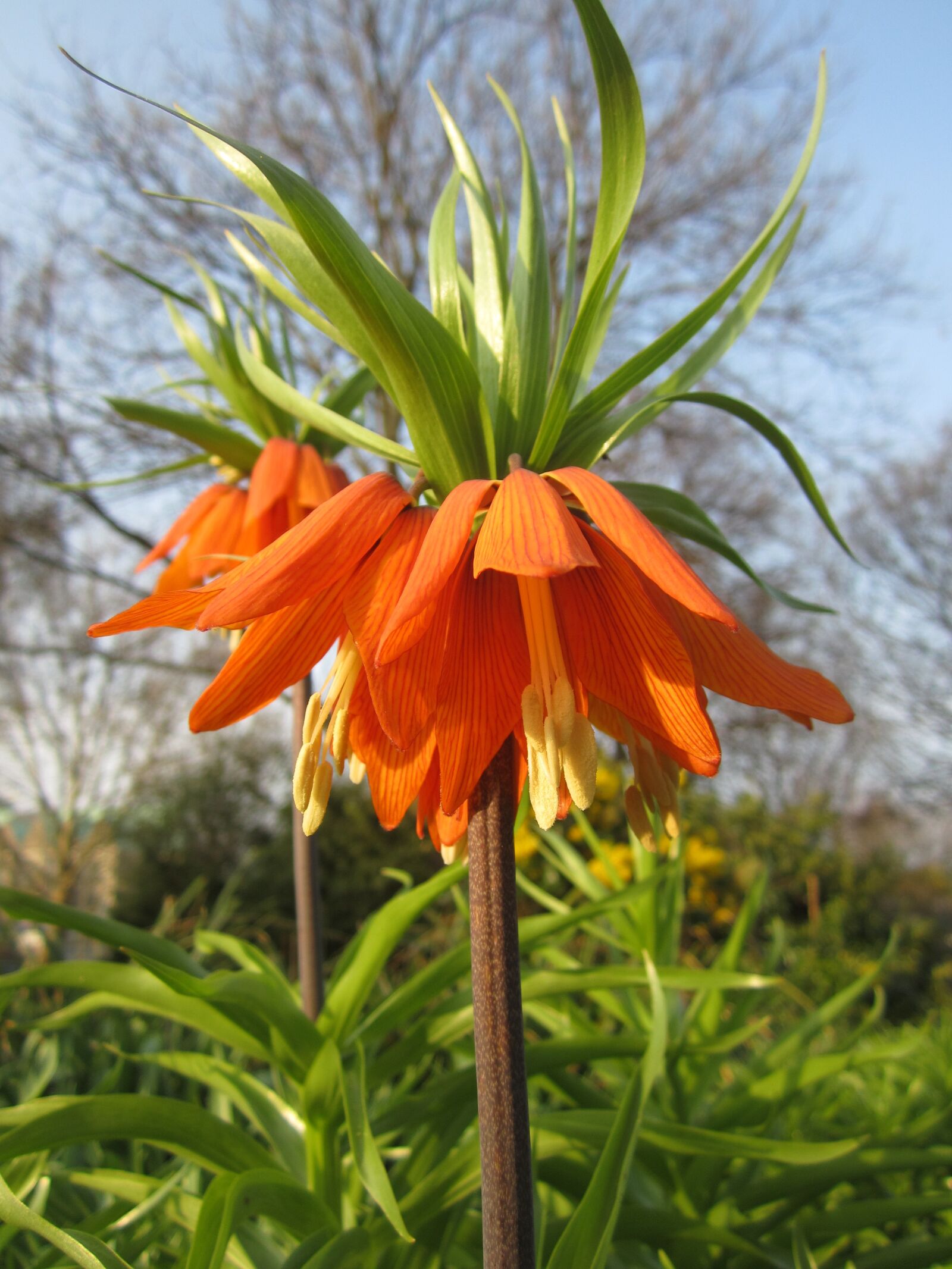 Canon PowerShot ELPH 100 HS (IXUS 115 HS / IXY 210F) sample photo. Imperial crown, flower, orange photography