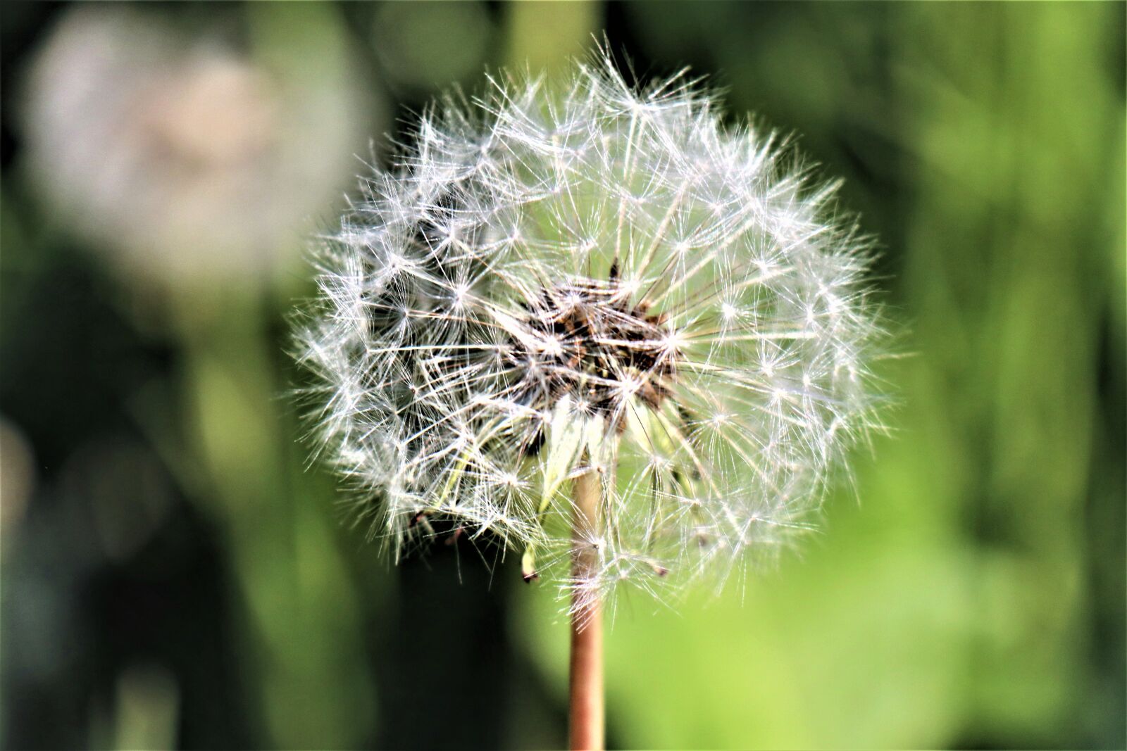 Canon EOS M6 sample photo. Grass, meadow, dandelion photography