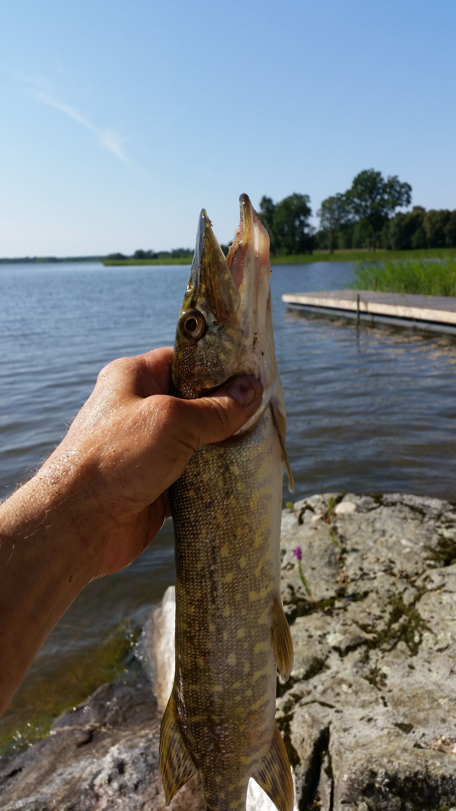 Samsung Galaxy S5 sample photo. Pike, fish, catch photography