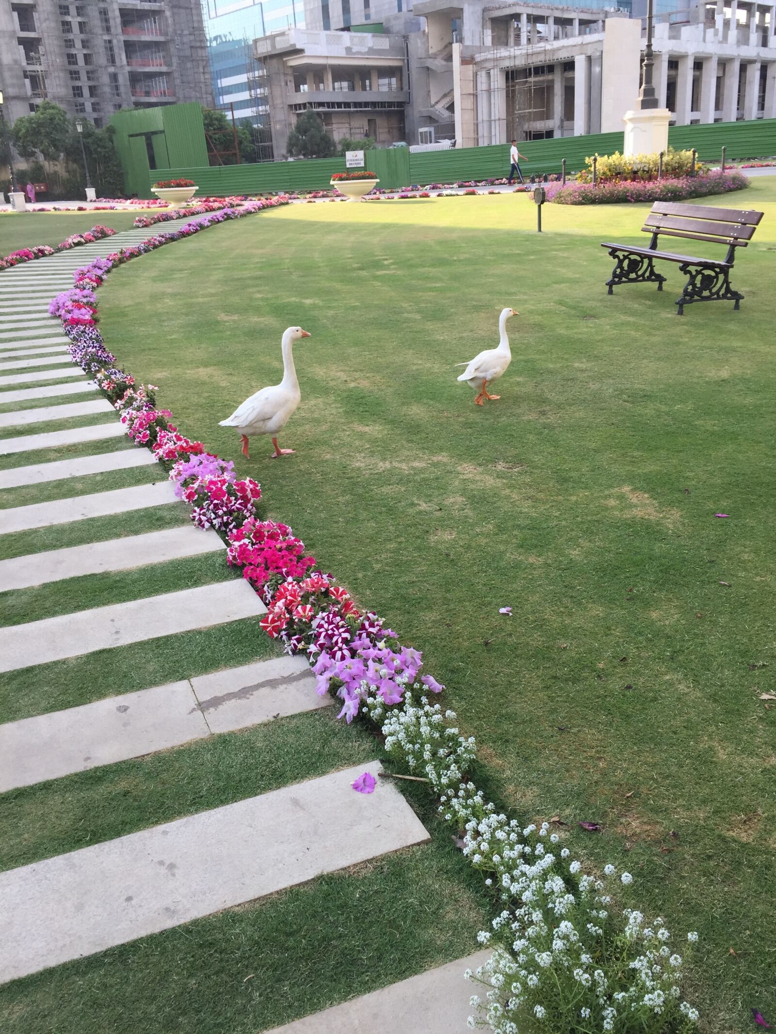 iPhone 6 Plus back camera 4.15mm f/2.2 sample photo. Ducks, park, bench photography