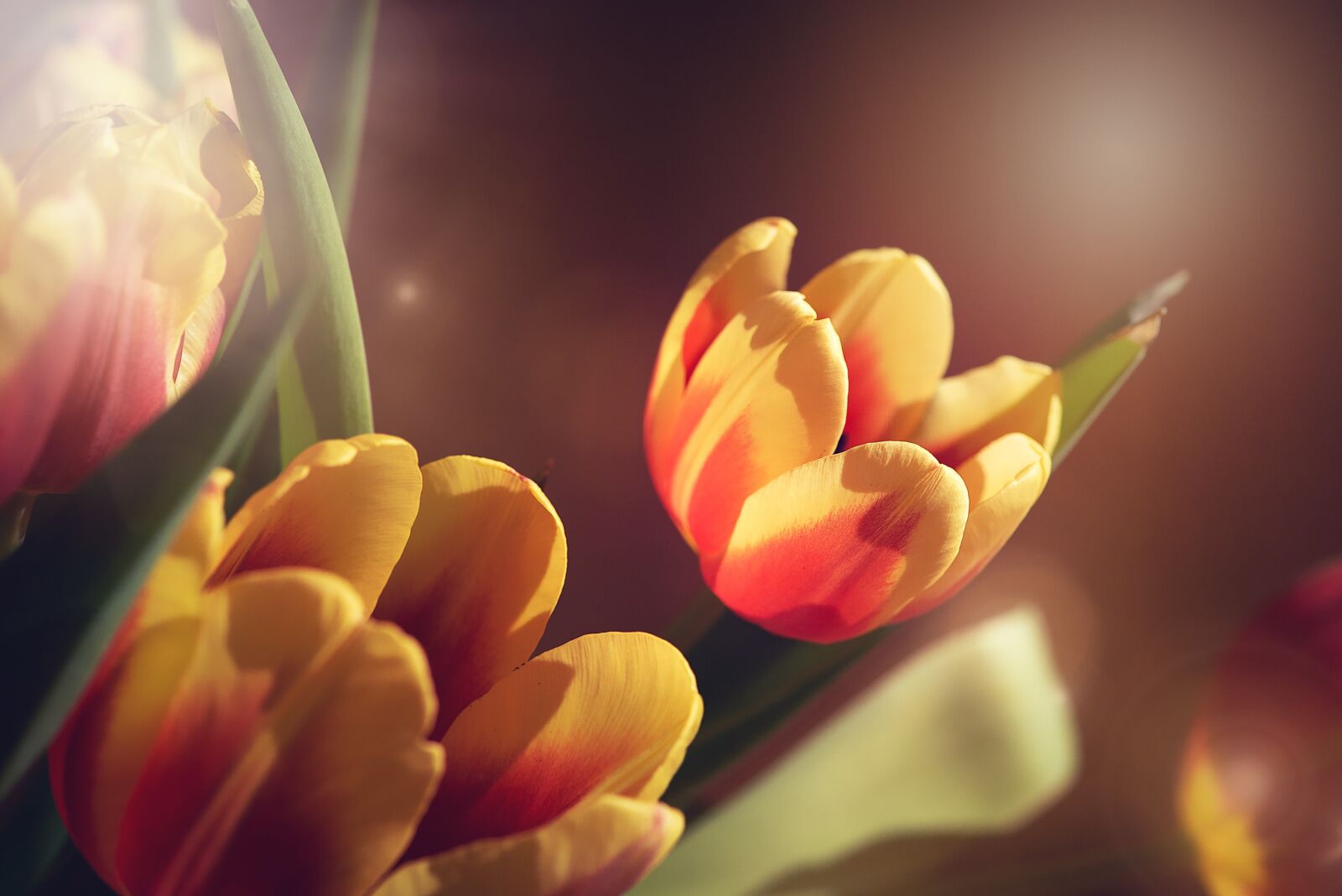 Nikon D750 sample photo. Tulips, flowers, yellow photography