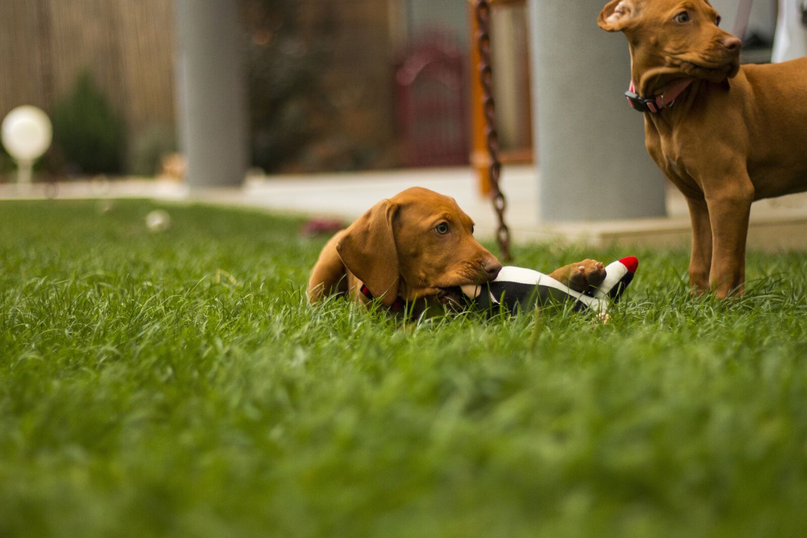 Canon EOS 70D + Canon EF 50mm F1.8 STM sample photo. Dog, a wall, garden photography