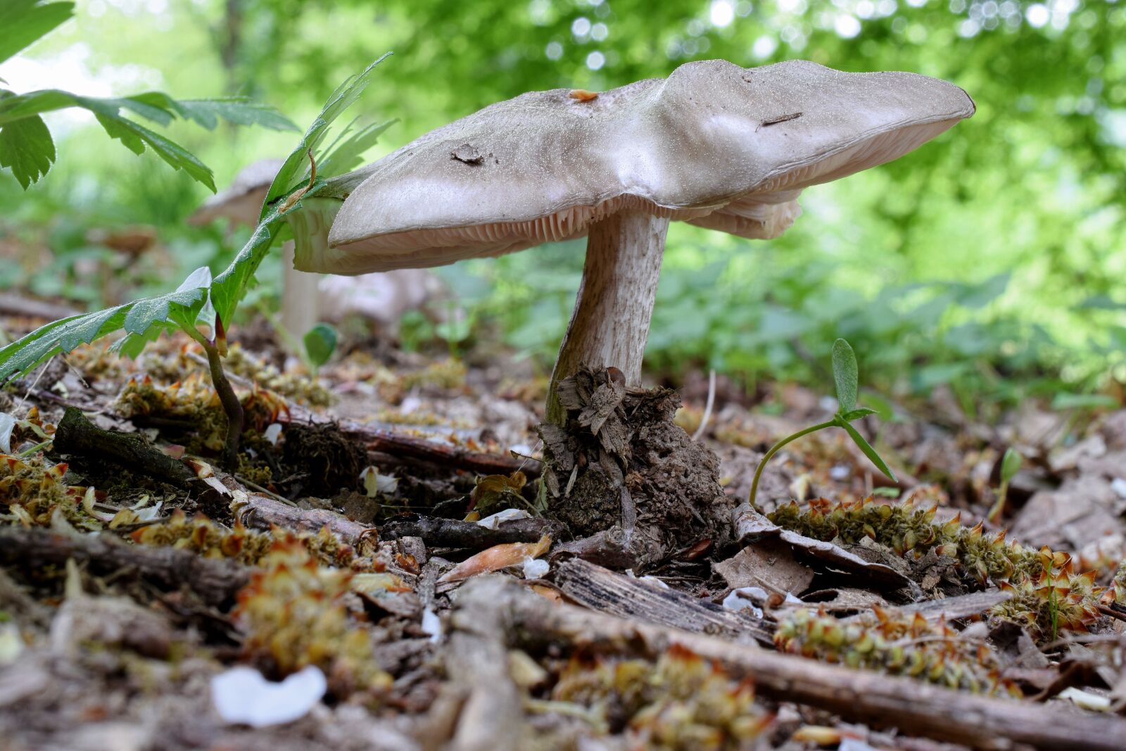 Nikon D5300 sample photo. Forest mushroom, mushroom, forest photography