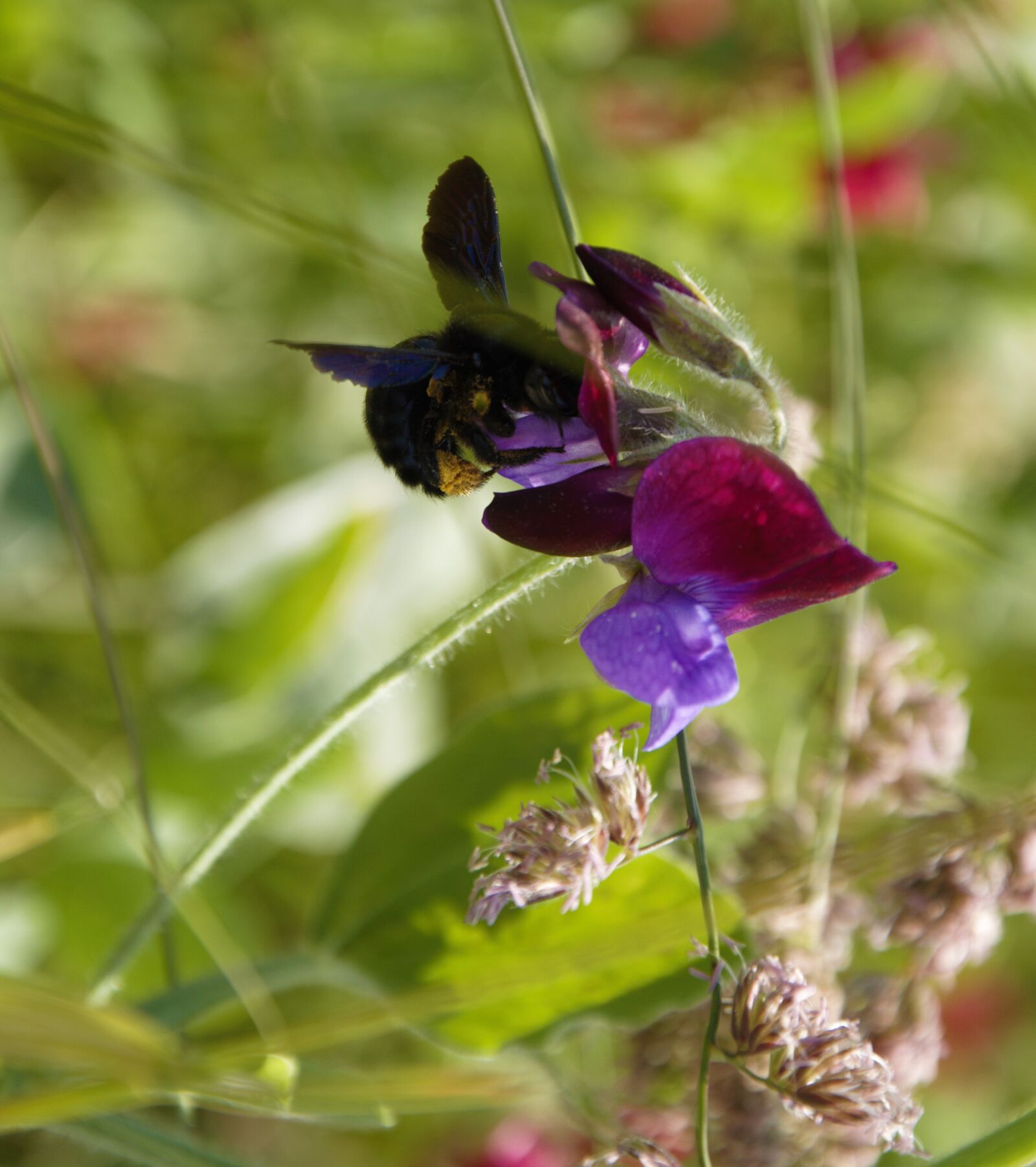 Nikon D90 sample photo. Wild, sweetpea, bumblebee photography