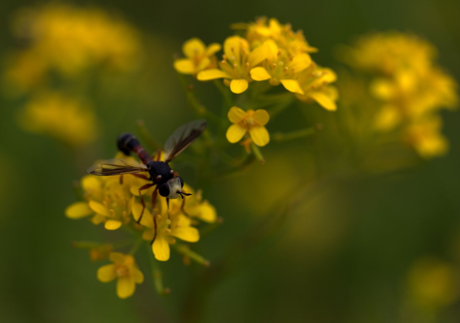 Canon EF-S 60mm F2.8 Macro USM sample photo. Wasp, flower, yellow photography