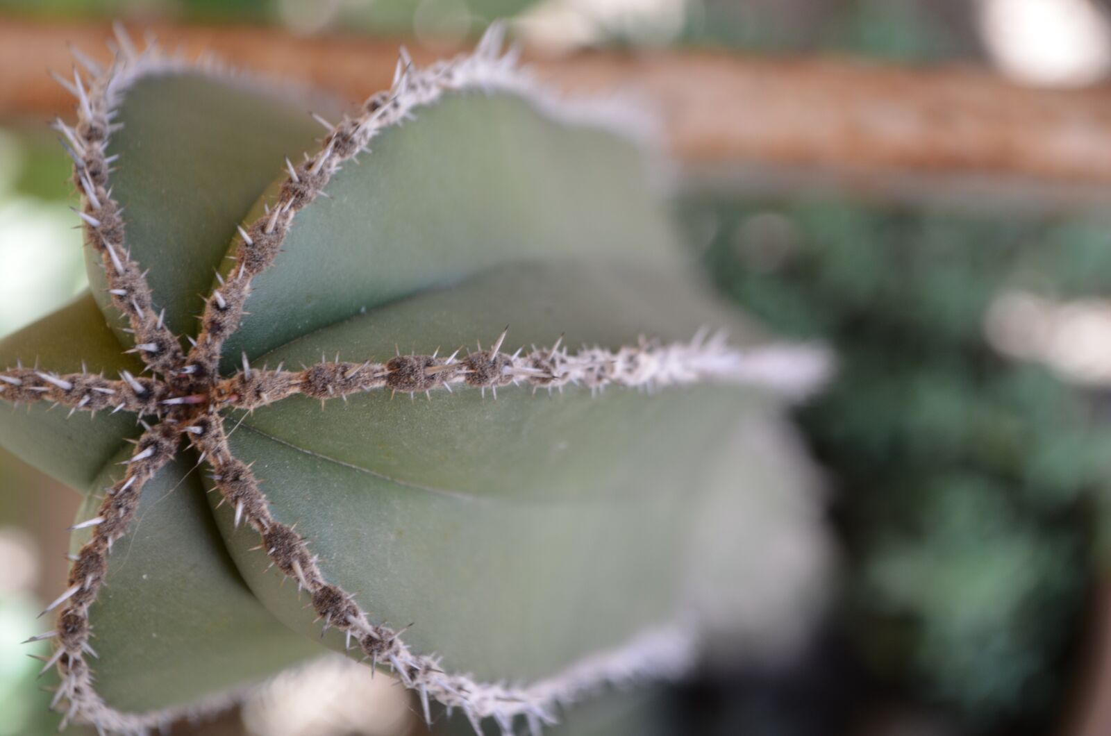 Nikon D5100 sample photo. Cactus, amazing, thorns photography