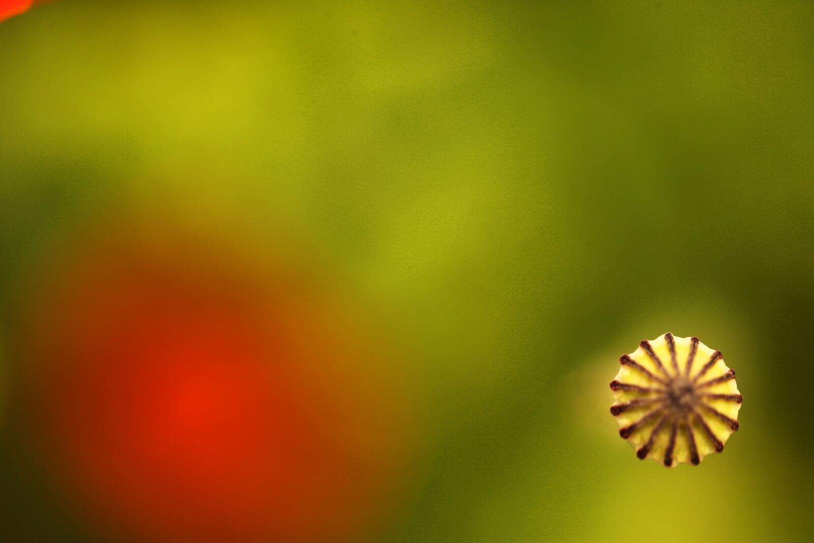 Canon EOS-1D X sample photo. Fruit, poppy flower, stripe photography