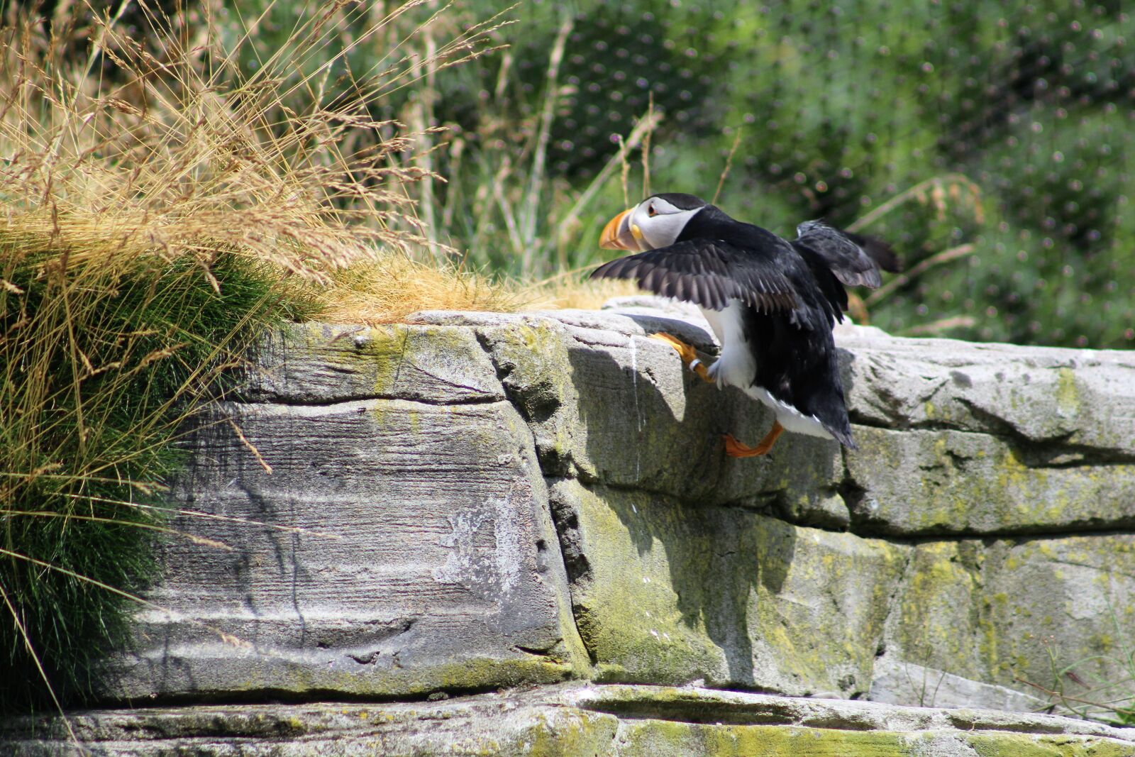 Canon EF75-300mm f/4-5.6 sample photo. Puffin, zoo, water photography