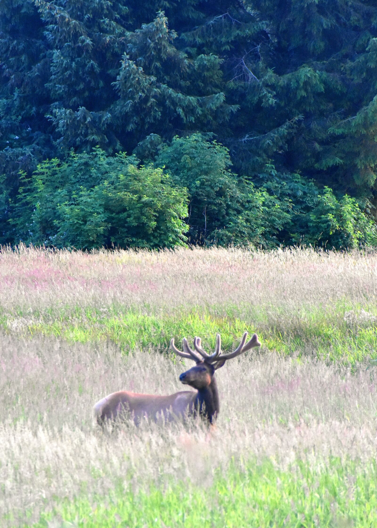 Nikon D3400 sample photo. Elk, forest, wildlife photography