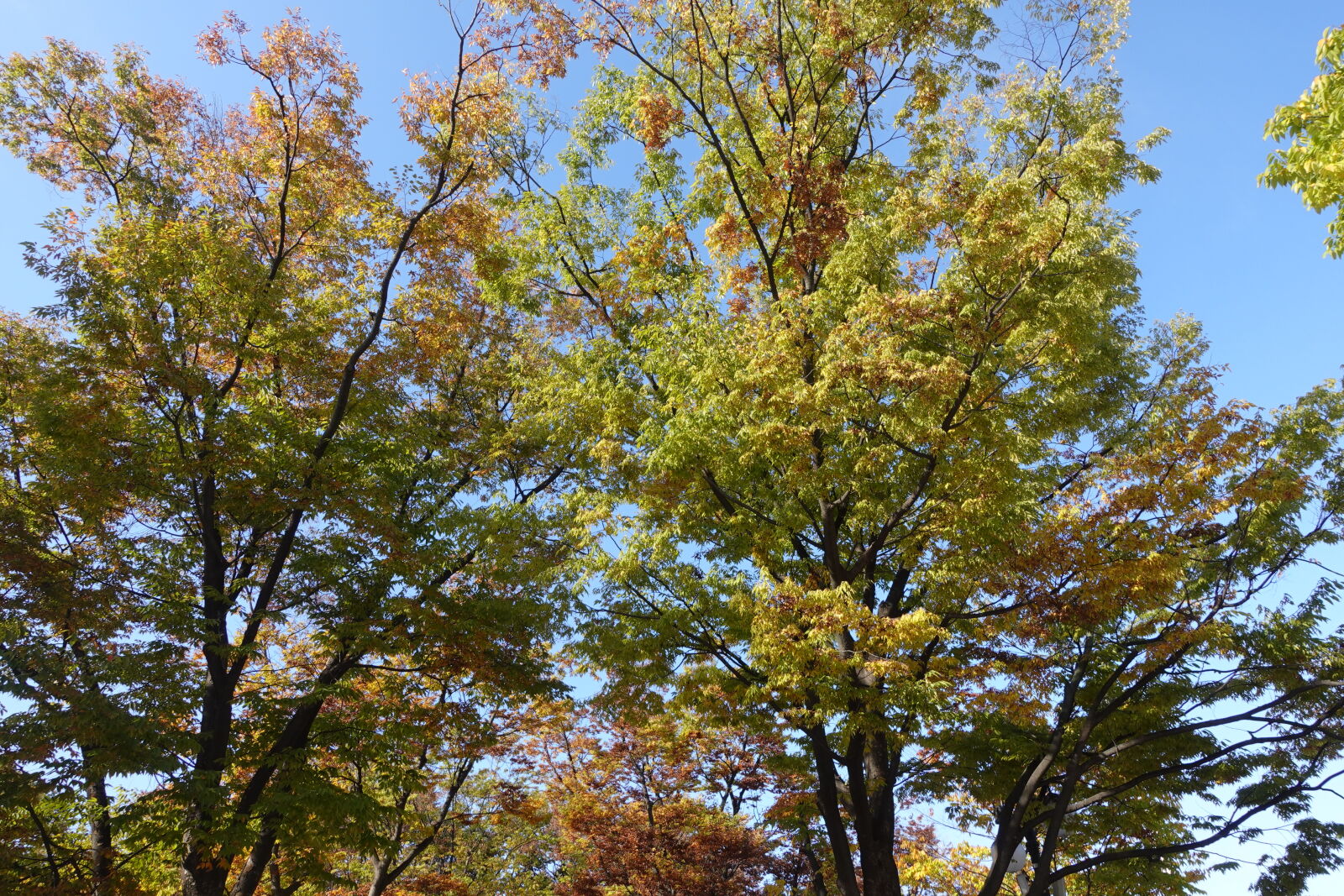 Sony ZV-1 sample photo