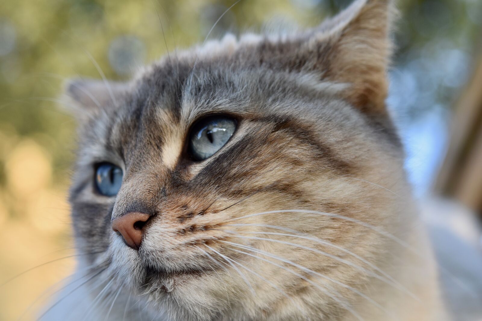 Nikon D5600 sample photo. Cat, portrait of cat photography