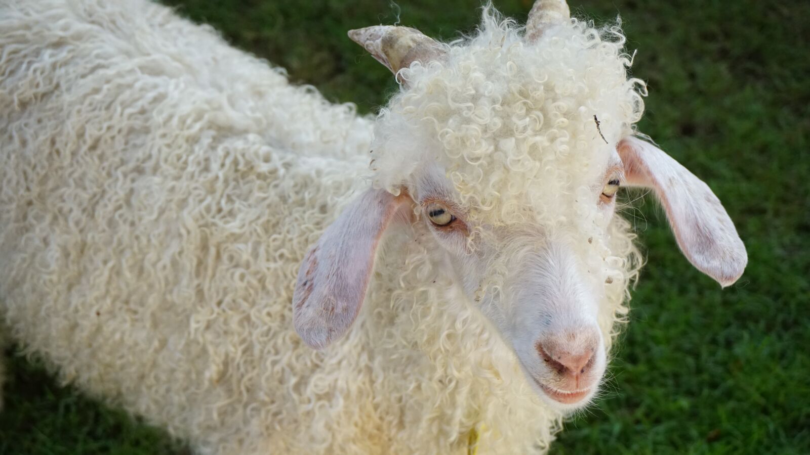 Sony a5100 sample photo. Alpaca, safari, park photography