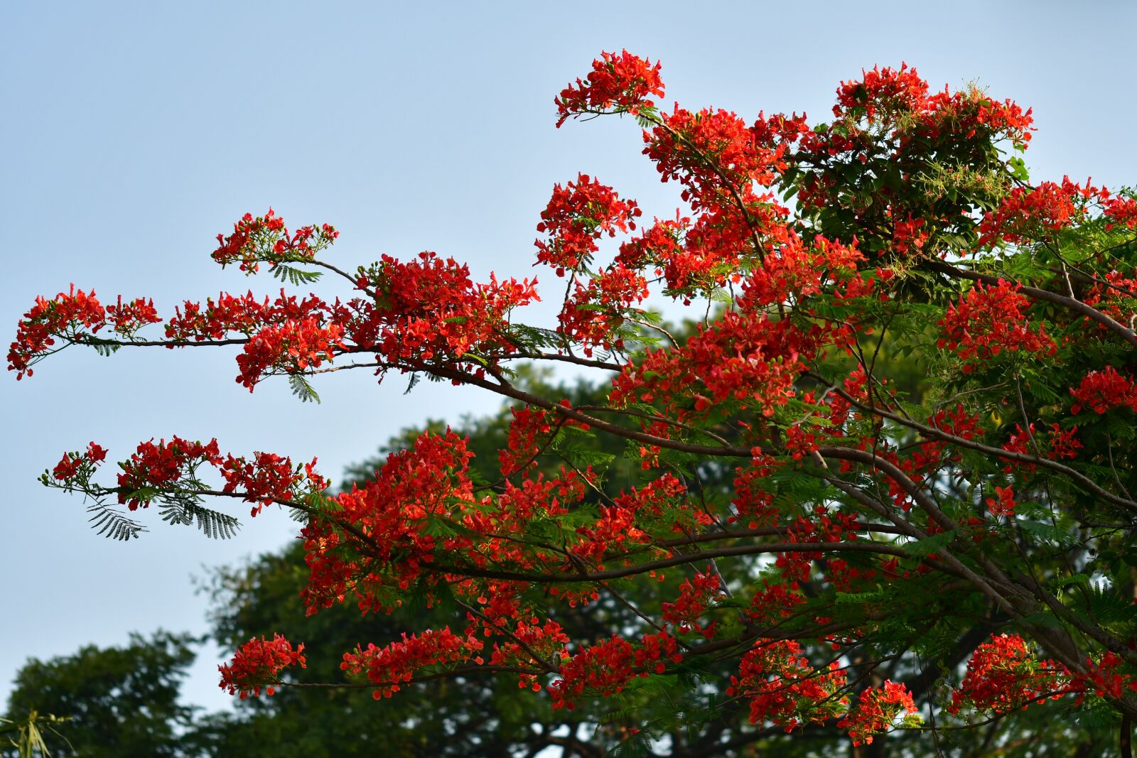 Nikon D500 sample photo. Flamboyant, caesalpinioideae, red blossom photography