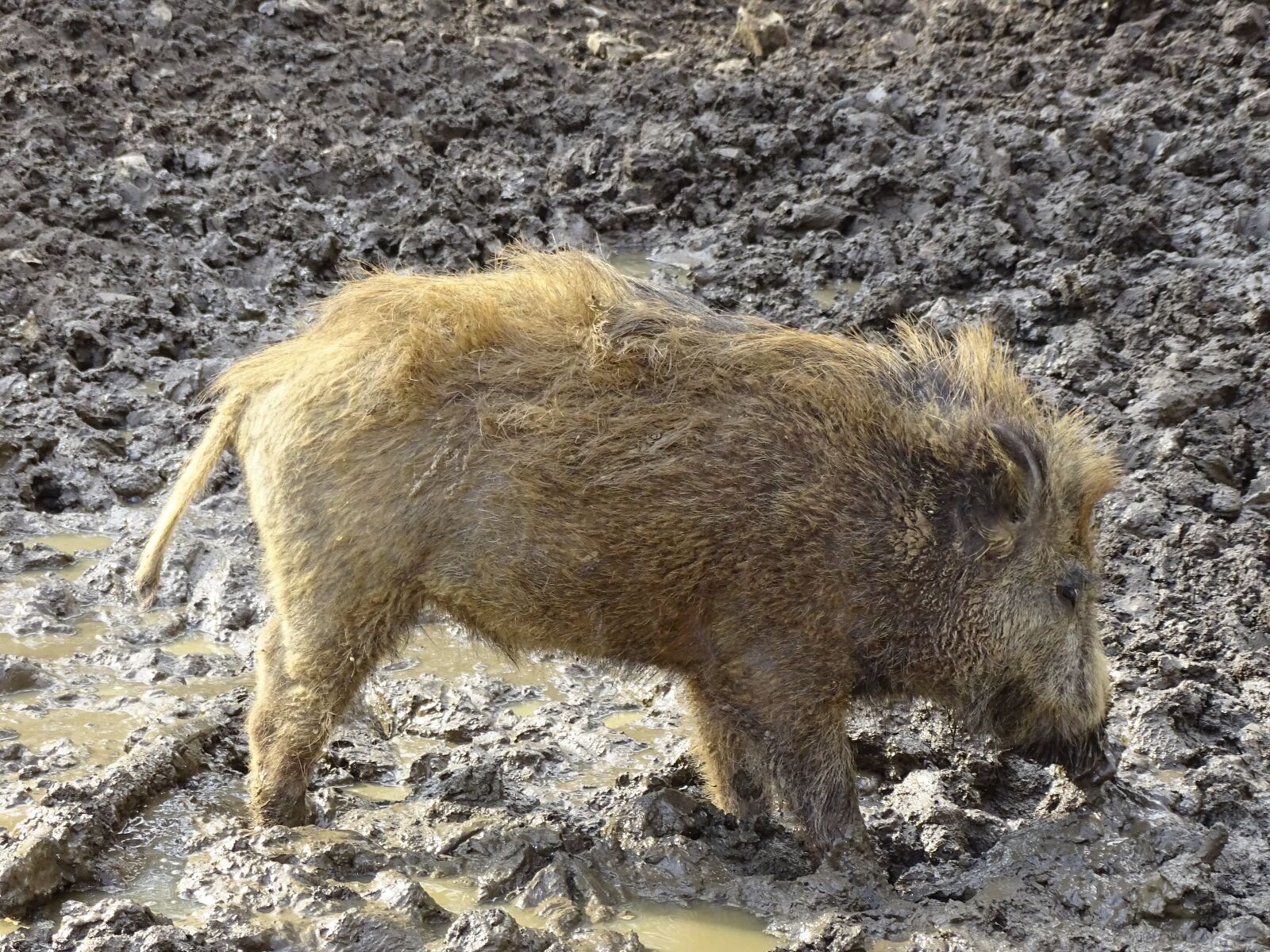 Sony Cyber-shot DSC-HX400V sample photo. Boar, piglet, young animal photography