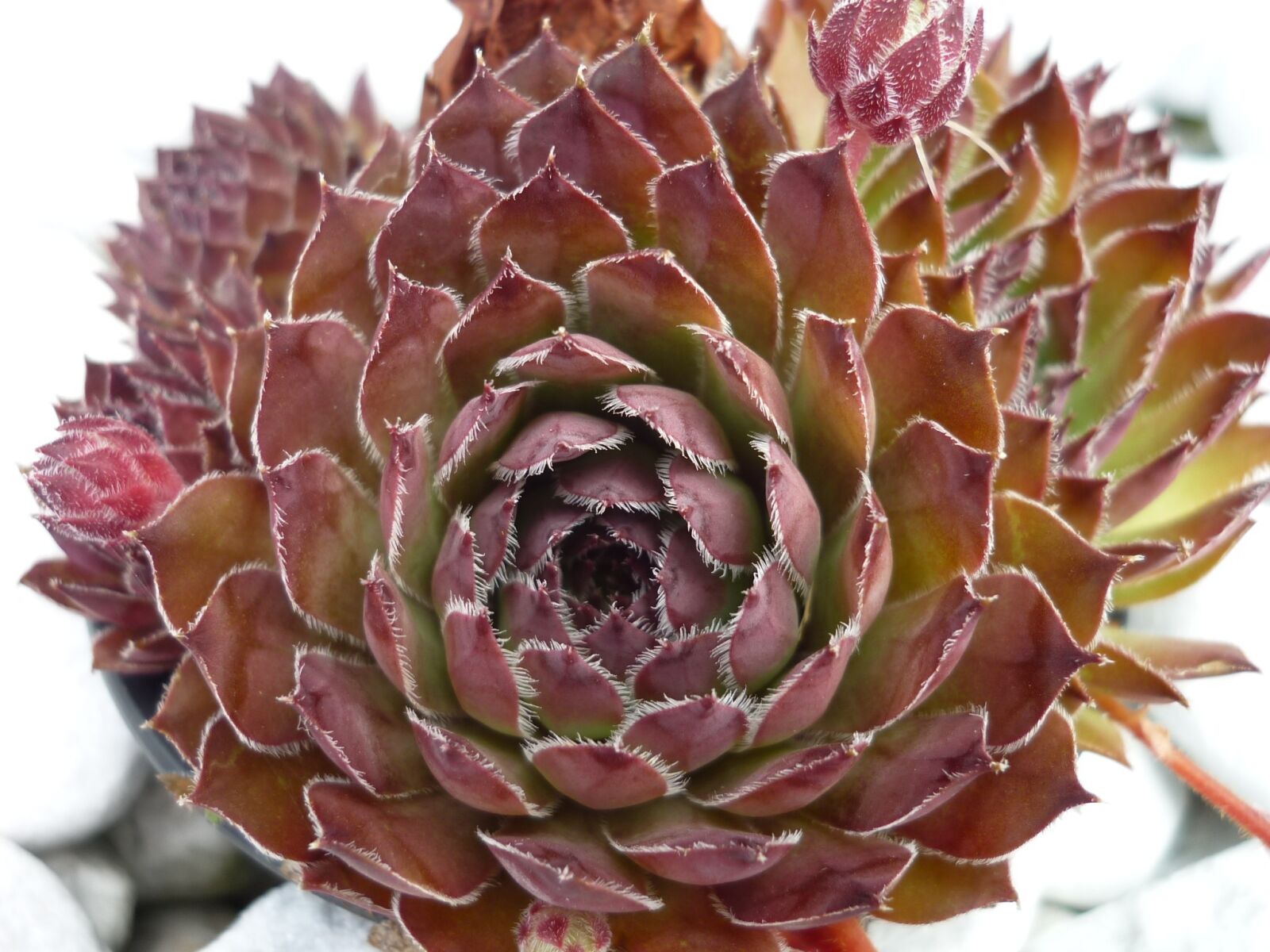 Panasonic Lumix DMC-FS6 sample photo. Houseleek, sempervivum, leaf-rosette photography