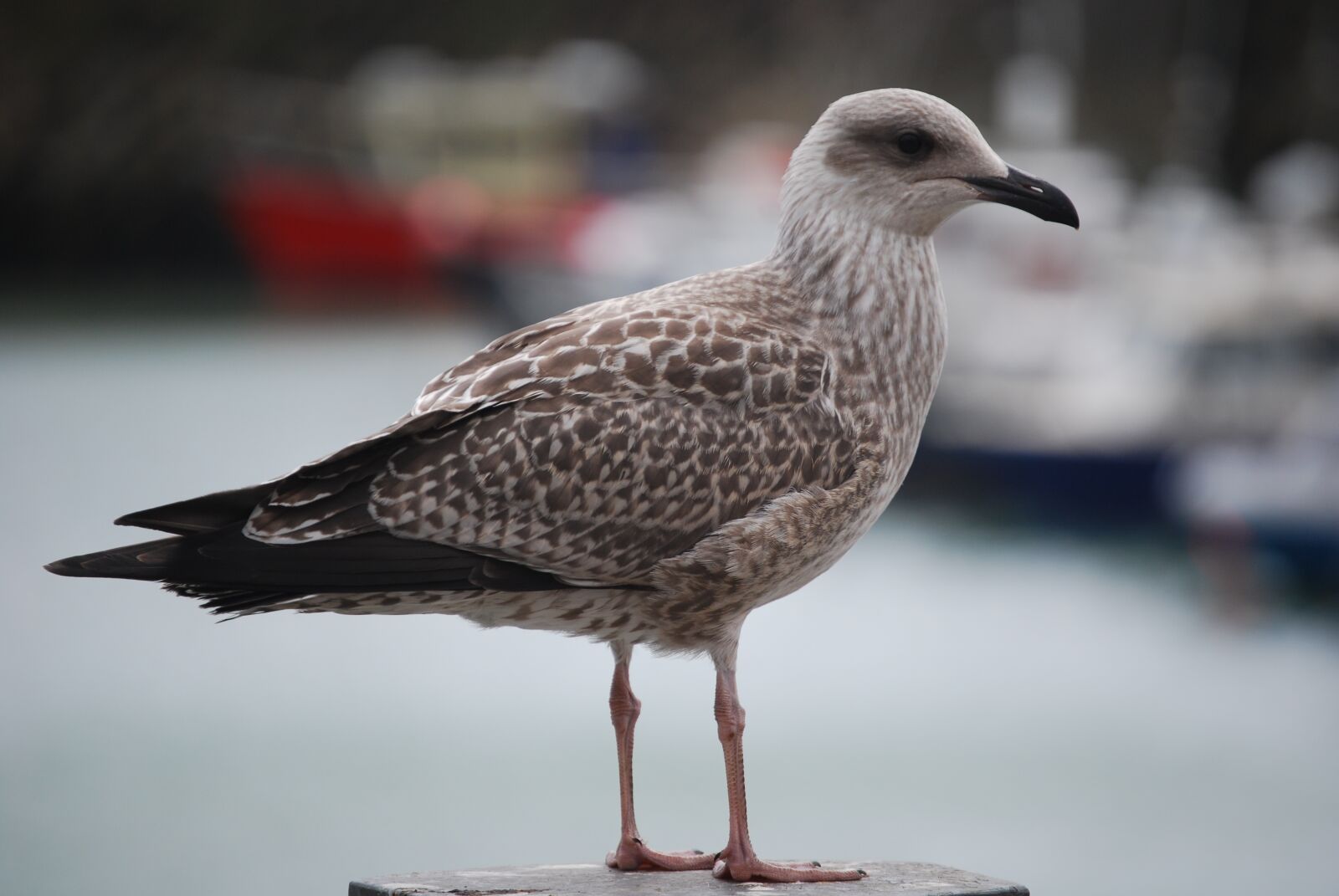 Nikon D40X sample photo. Young, seagull, seaside photography