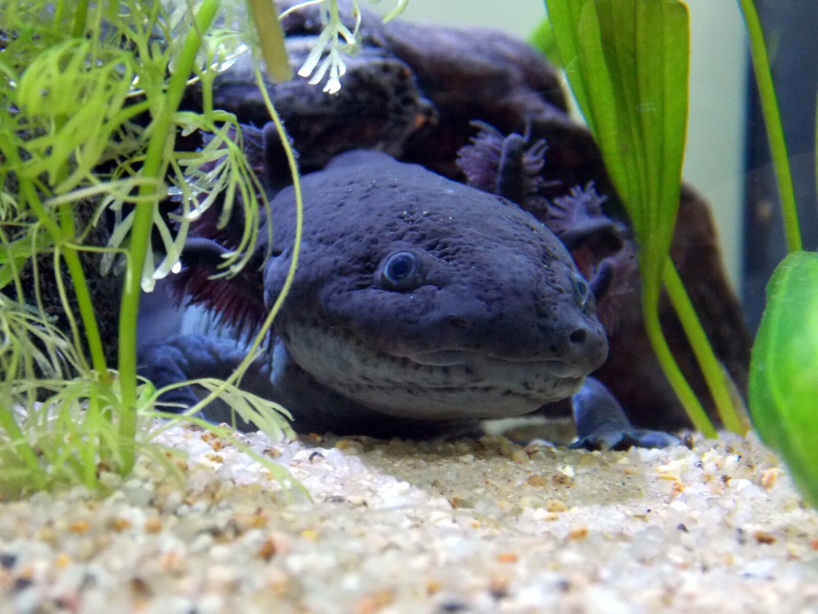Nikon Coolpix L810 sample photo. Axolotl, melanotic, black photography