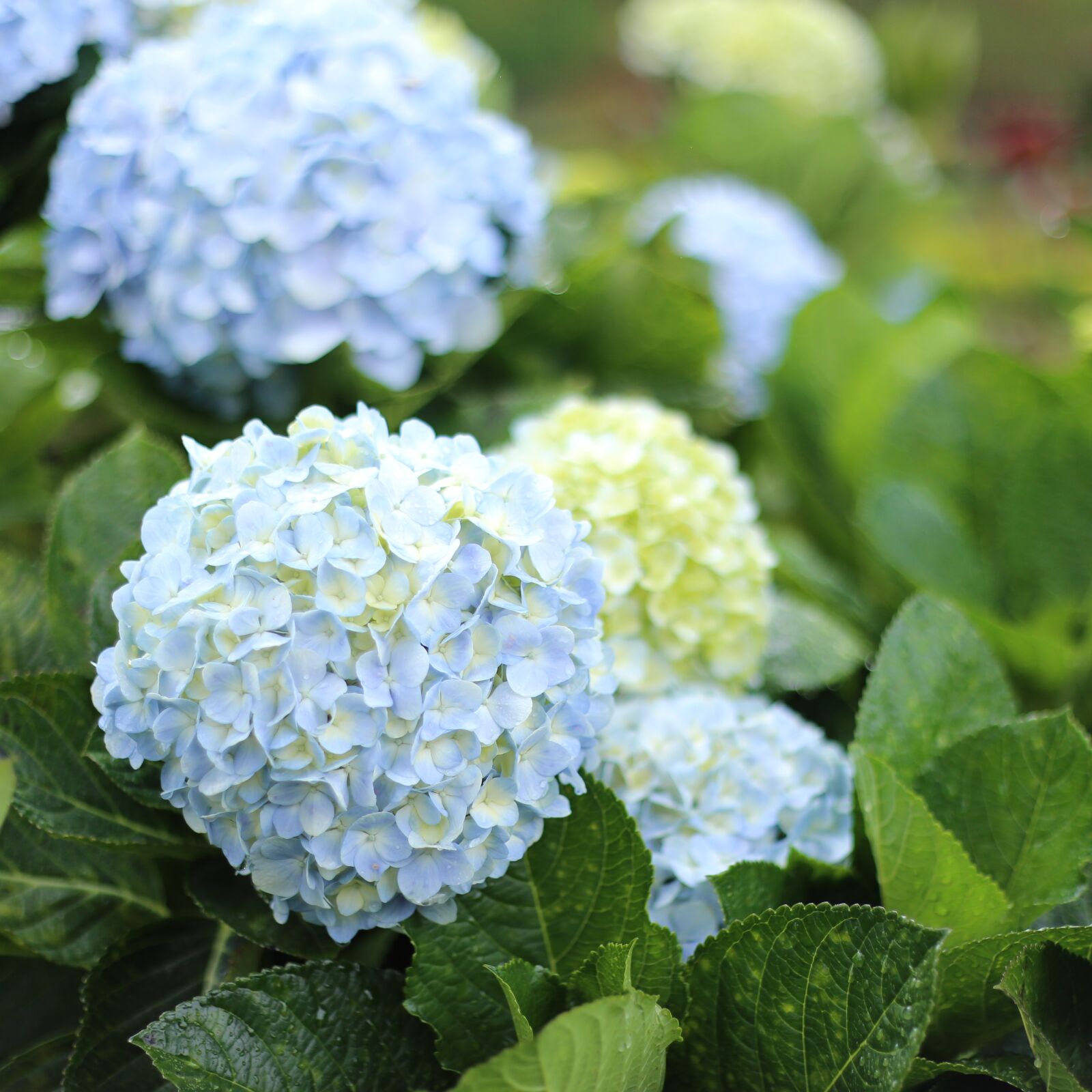 Canon EF 50mm F1.8 II sample photo. Flower, dalat, vietnam photography